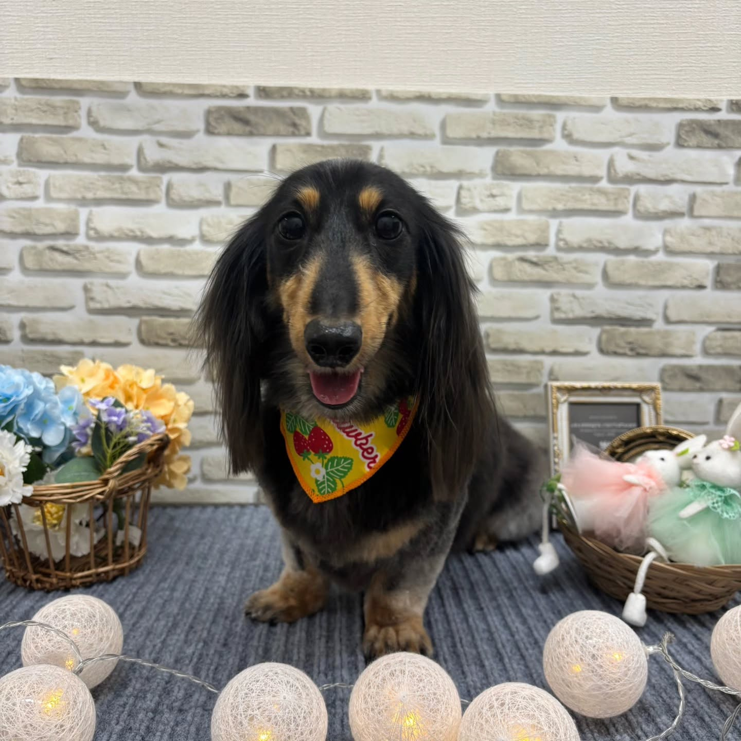 昨日トリミングでご来院いただきました🐶