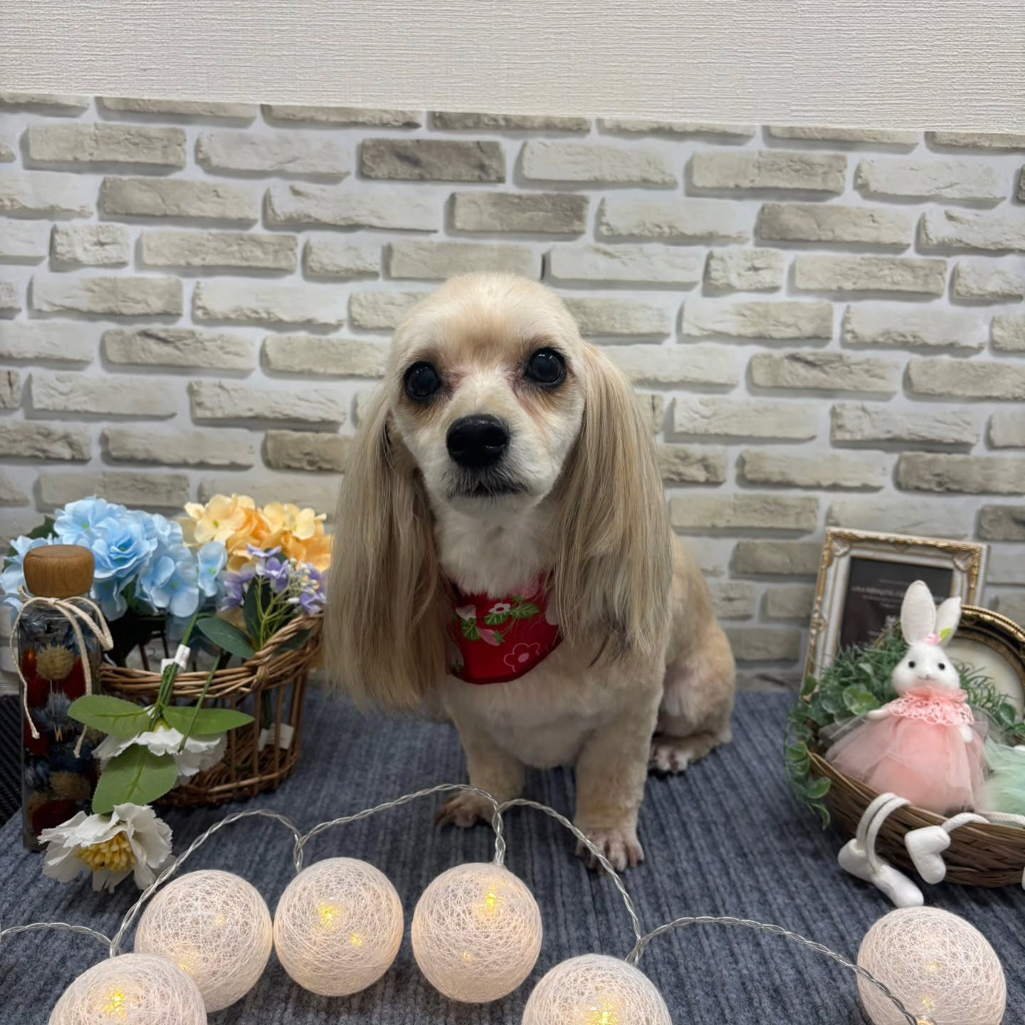 昨日トリミングでご来院いただきました🐶