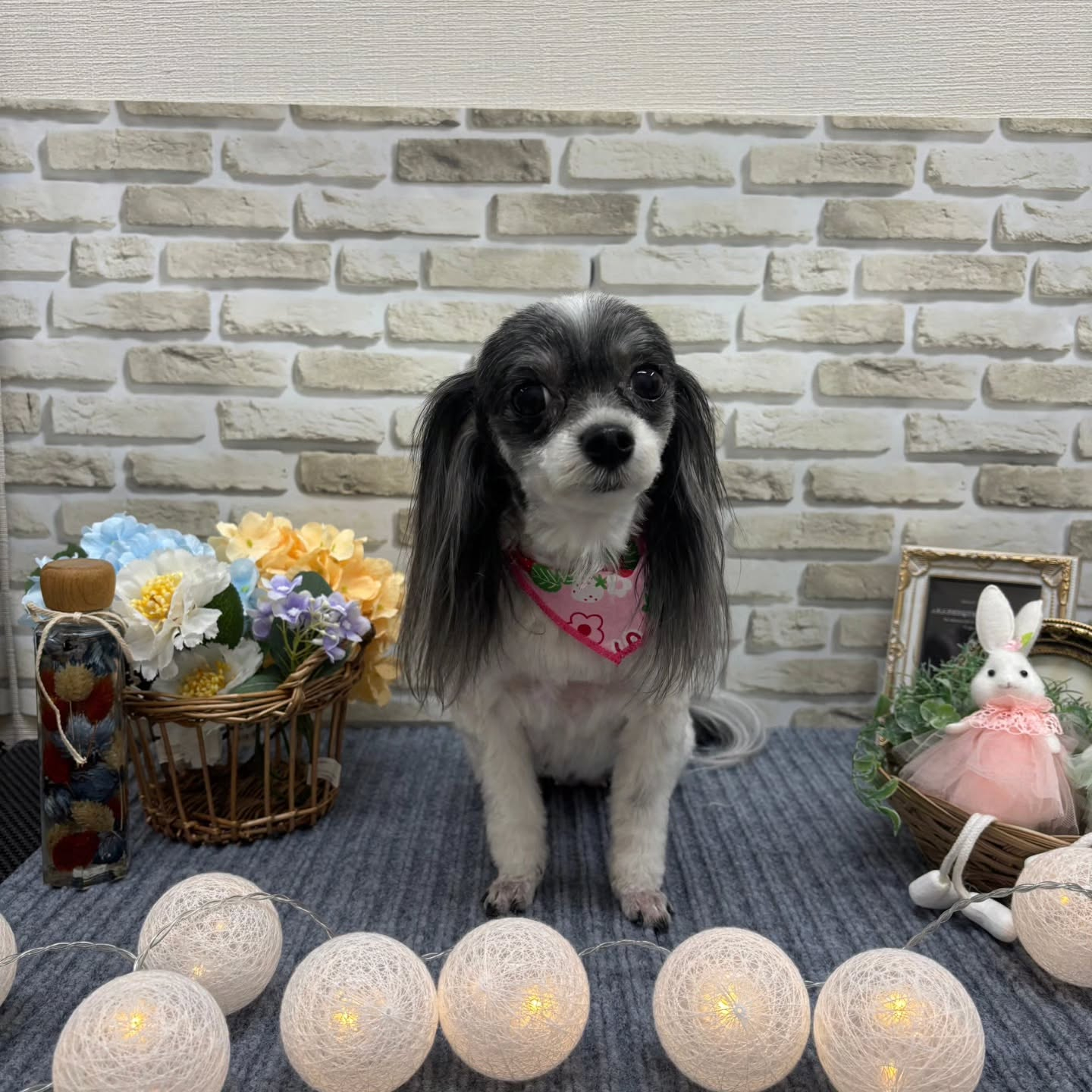 昨日トリミングでご来院いただきました🐶