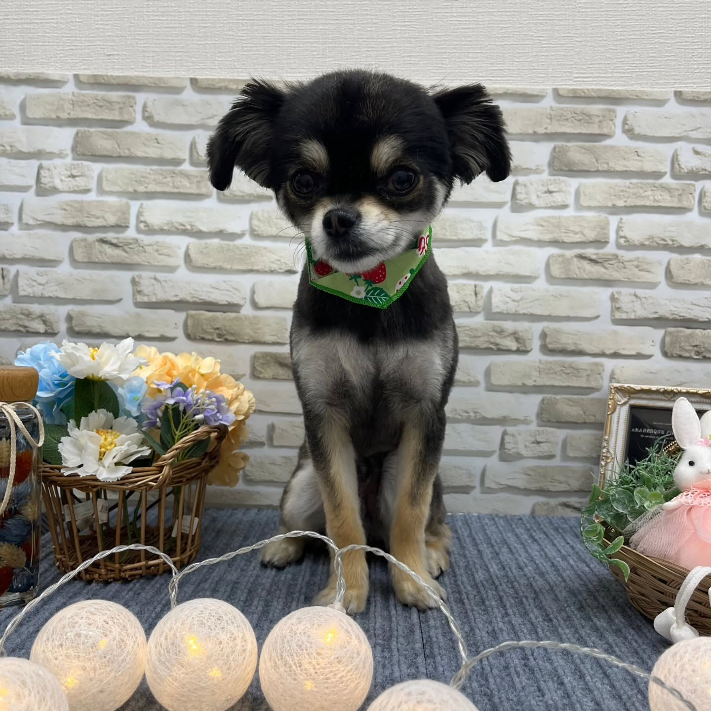 昨日トリミングでご来院いただきました🐶