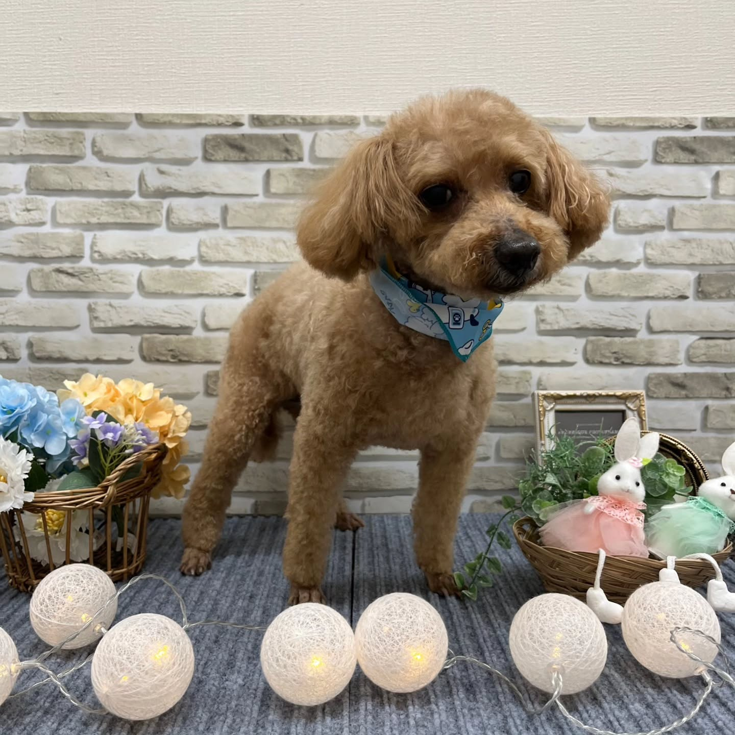 昨日トリミングでご来院いただきました🐶