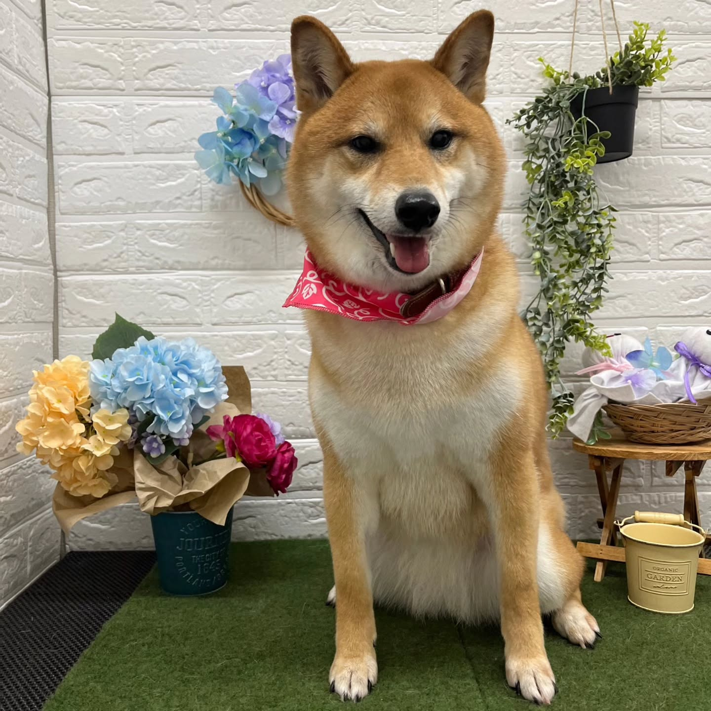 🐸🐸🐸🐸🐸🐸🐸🐸🐸🐸🐸🐸