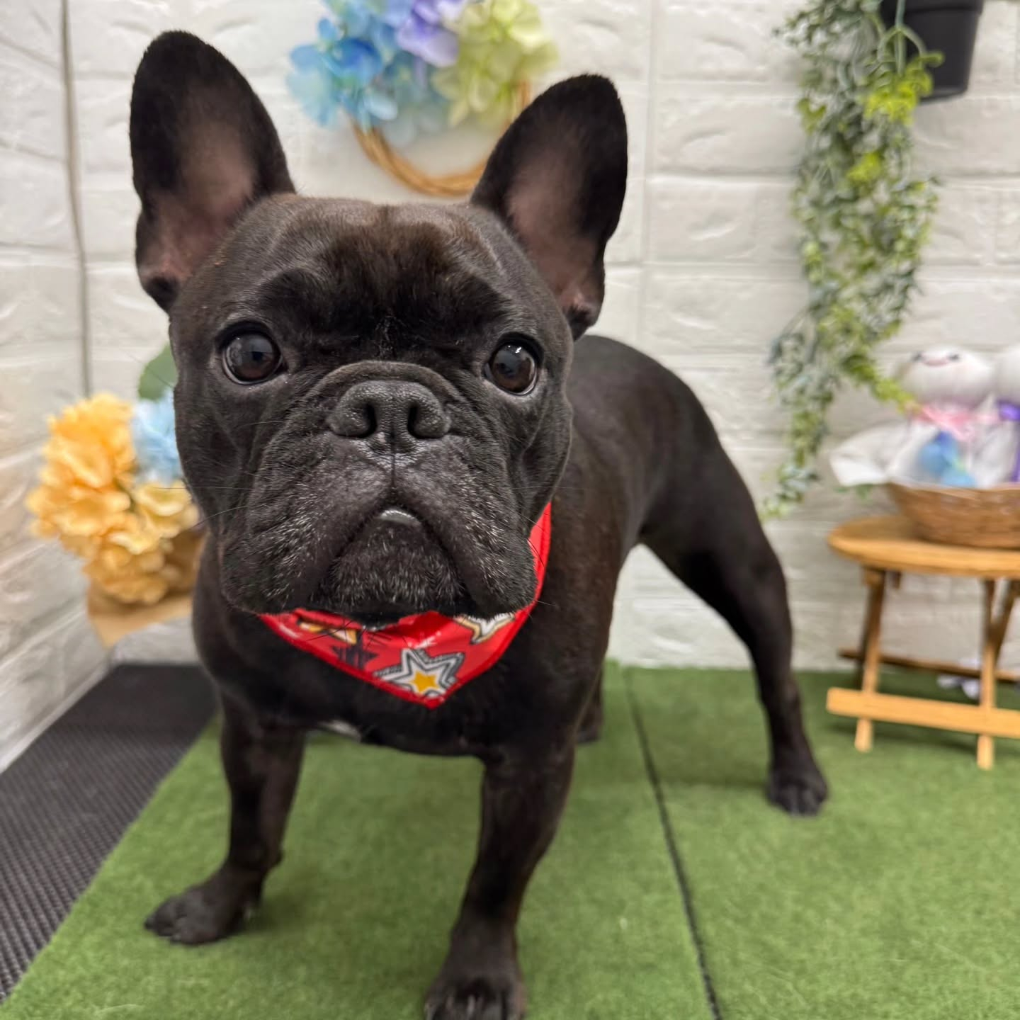 🐸🐸🐸🐸🐸🐸🐸🐸🐸🐸🐸🐸