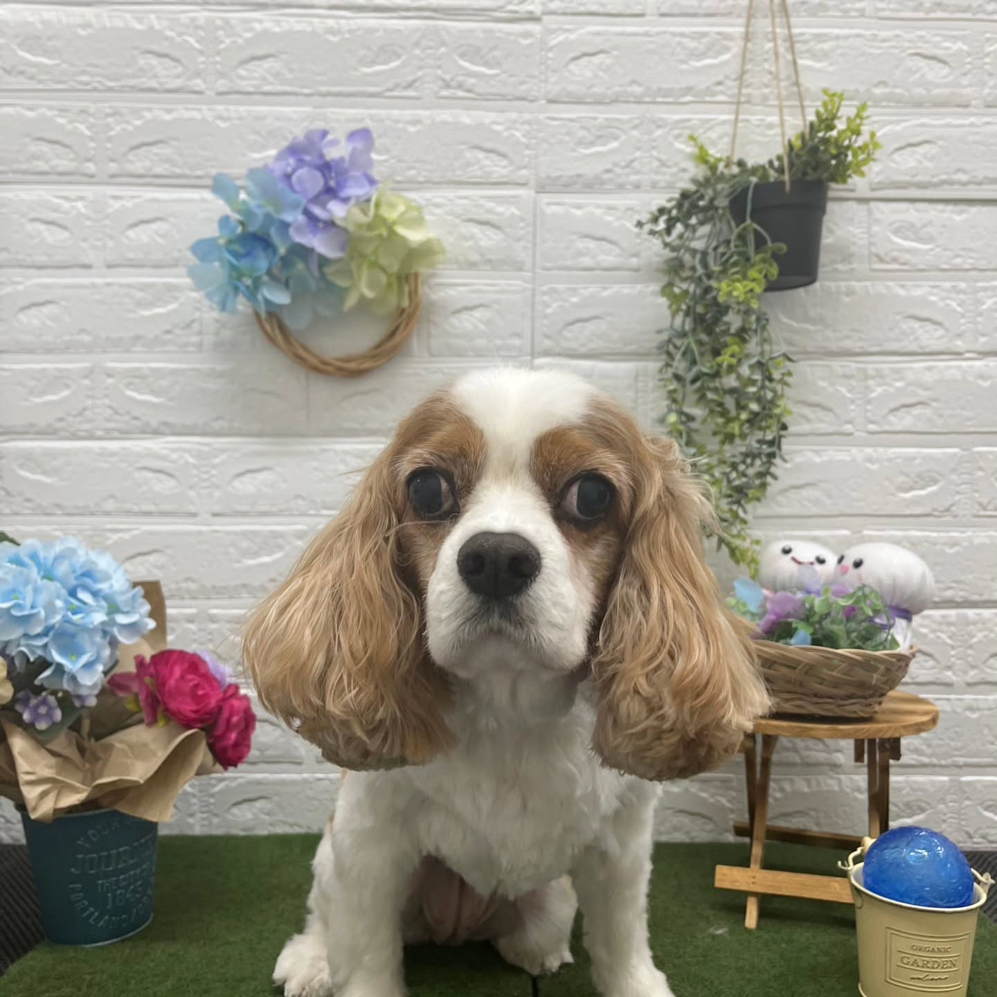 🐸🐸🐸🐸🐸🐸🐸🐸🐸🐸🐸🐸