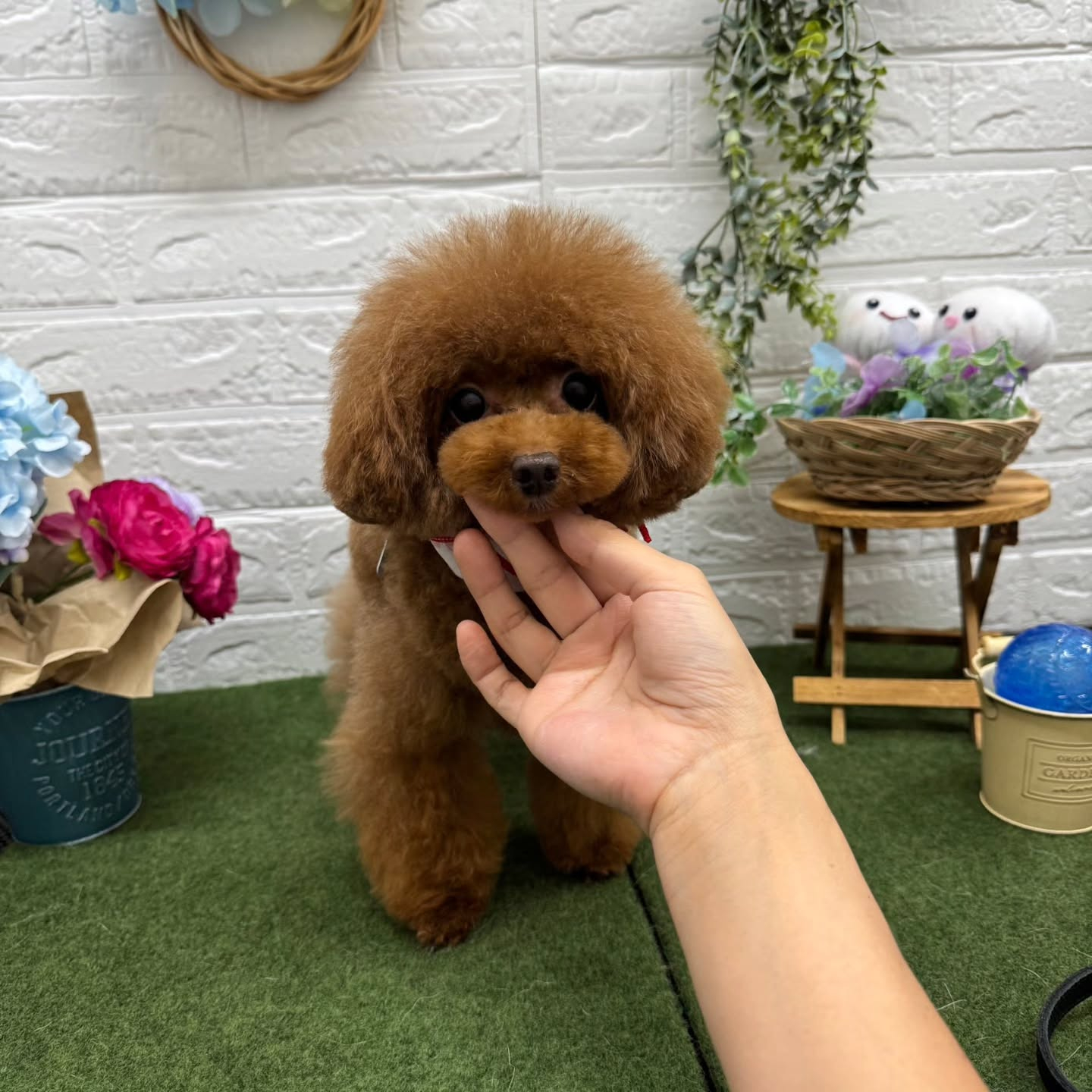 🐸🐸🐸🐸🐸🐸🐸🐸🐸🐸🐸🐸