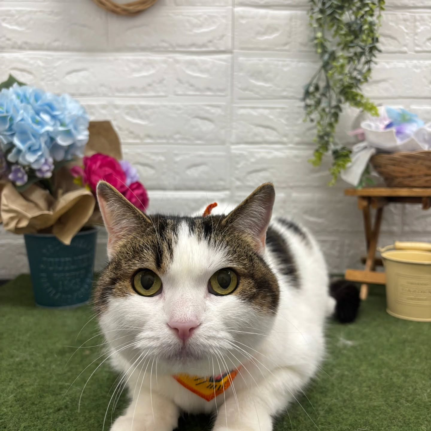 🐸🐸🐸🐸🐸🐸🐸🐸🐸🐸🐸🐸