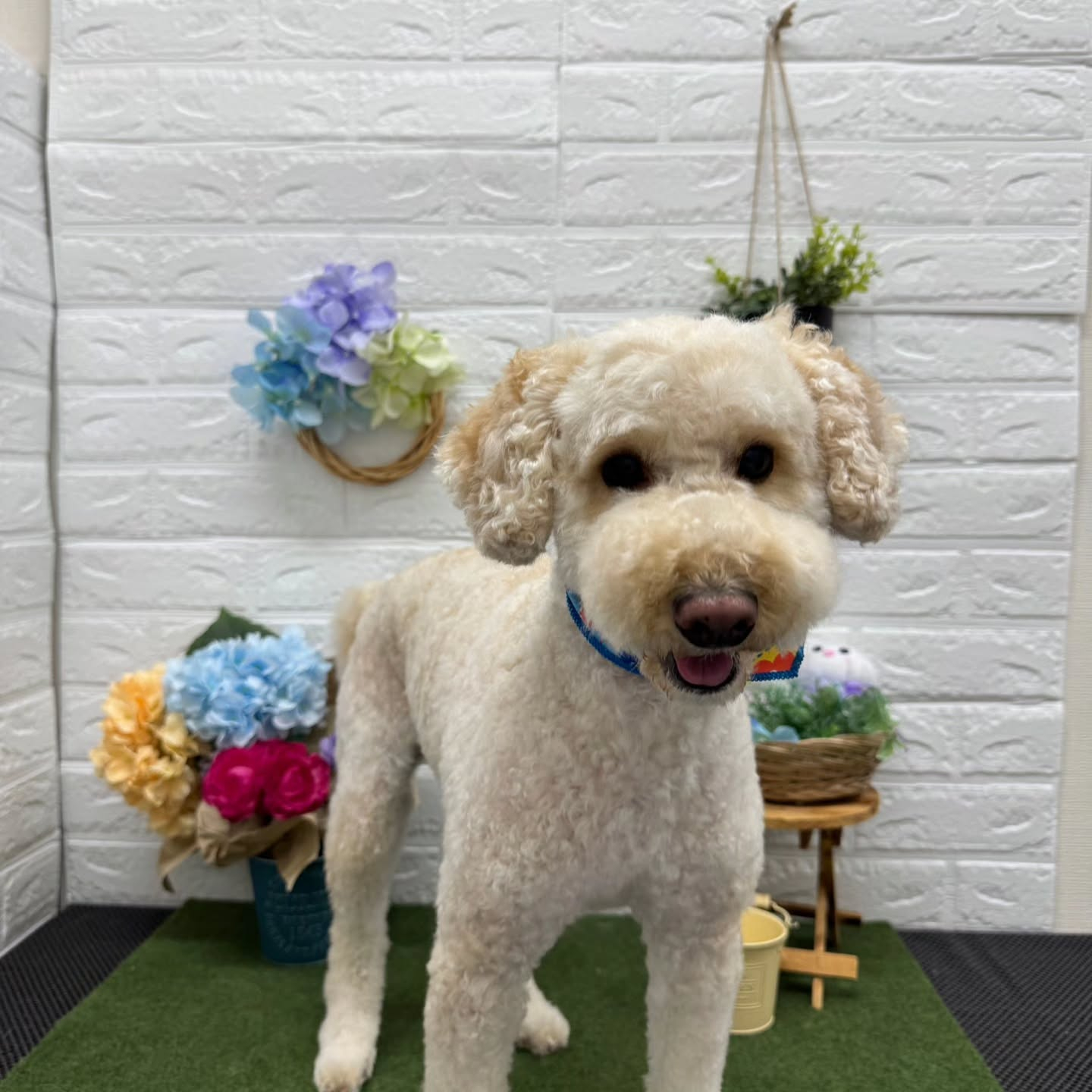 🐸🐸🐸🐸🐸🐸🐸🐸