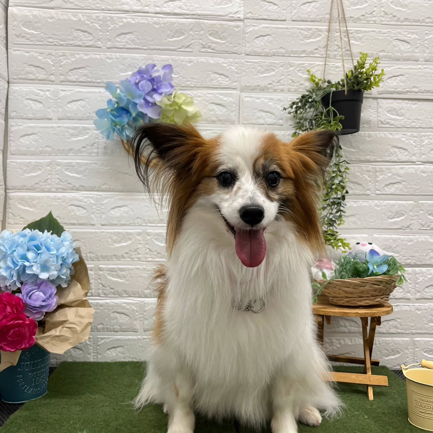 🐸🐸🐸🐸🐸🐸🐸🐸