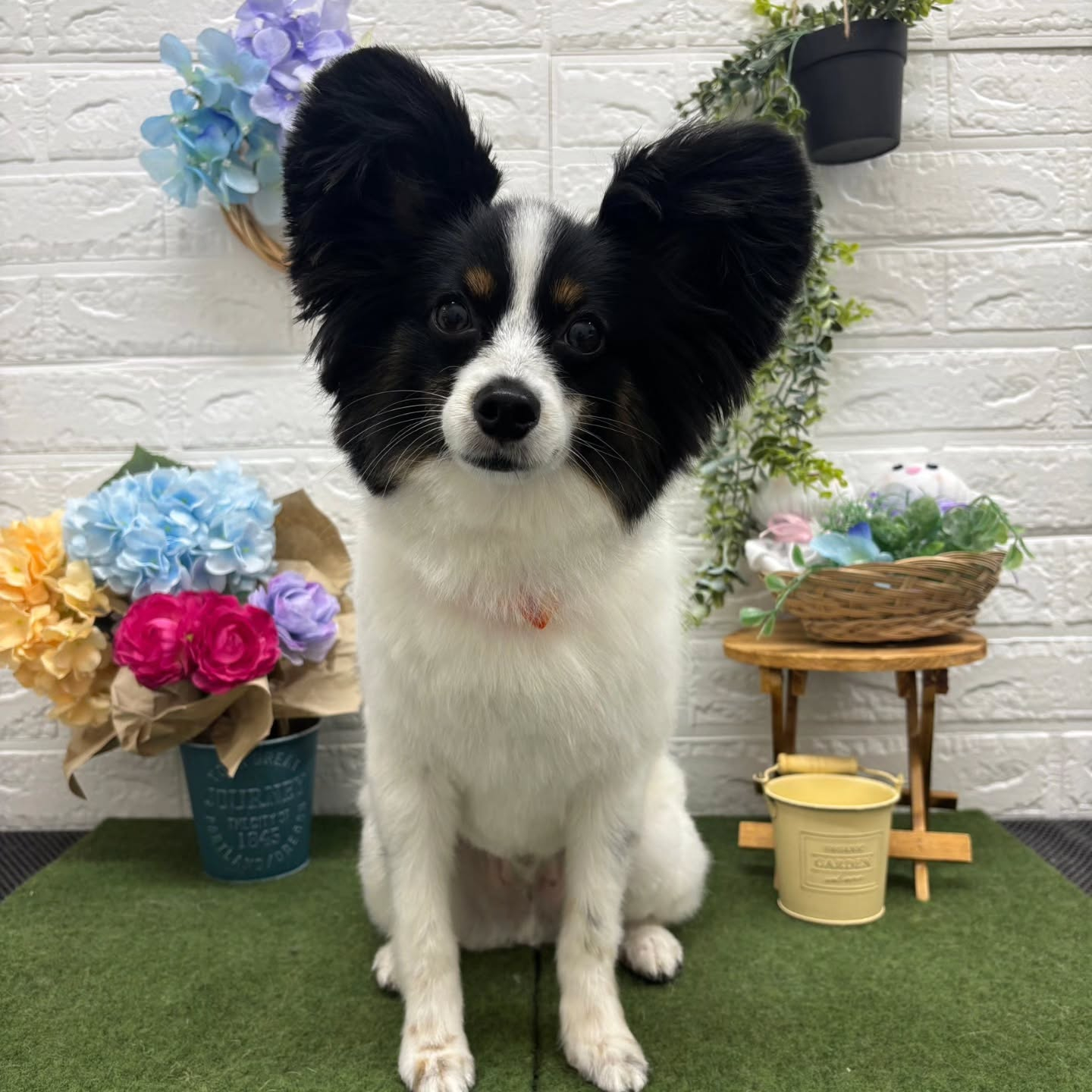 🐸🐸🐸🐸🐸🐸🐸🐸