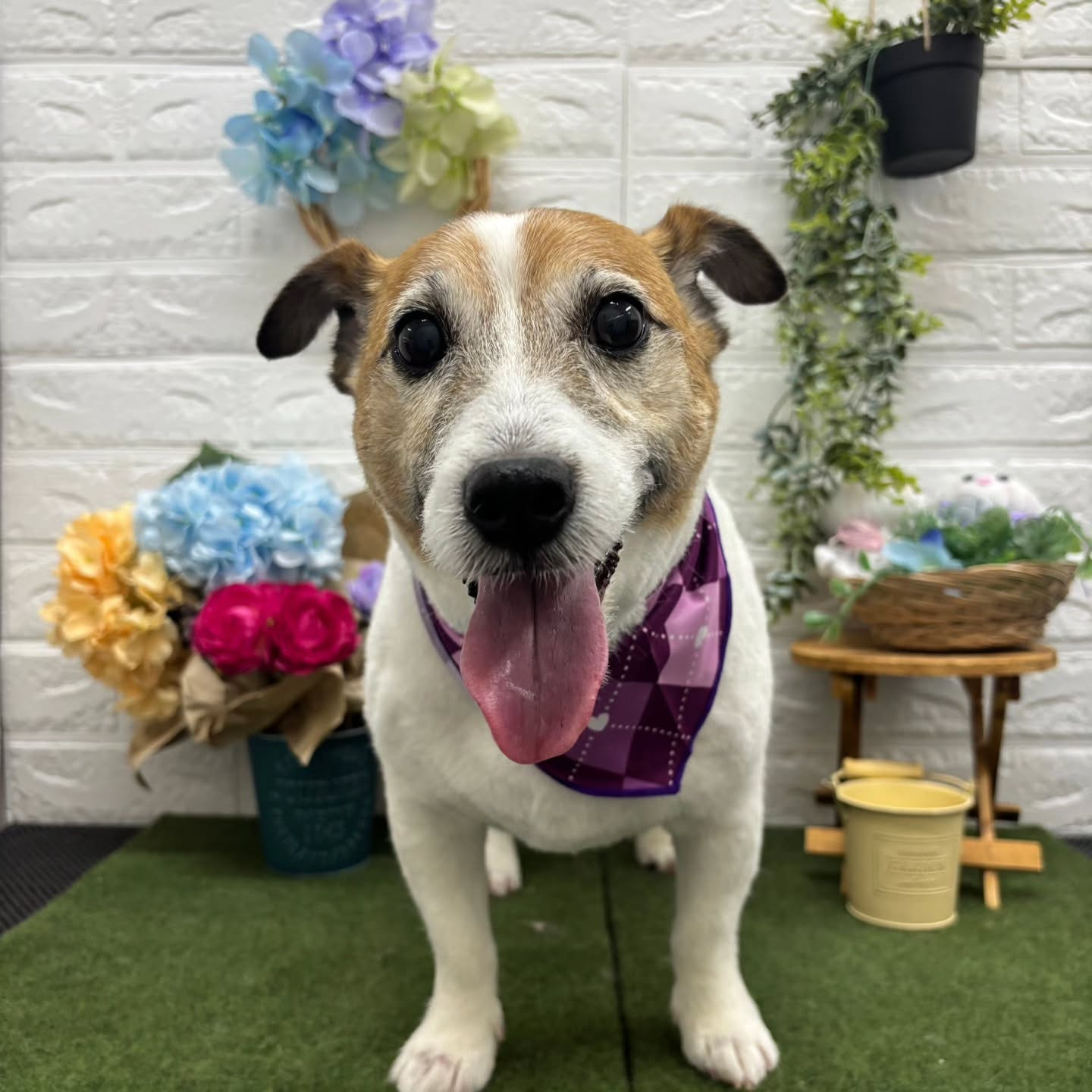 🐸🐸🐸🐸🐸🐸🐸🐸