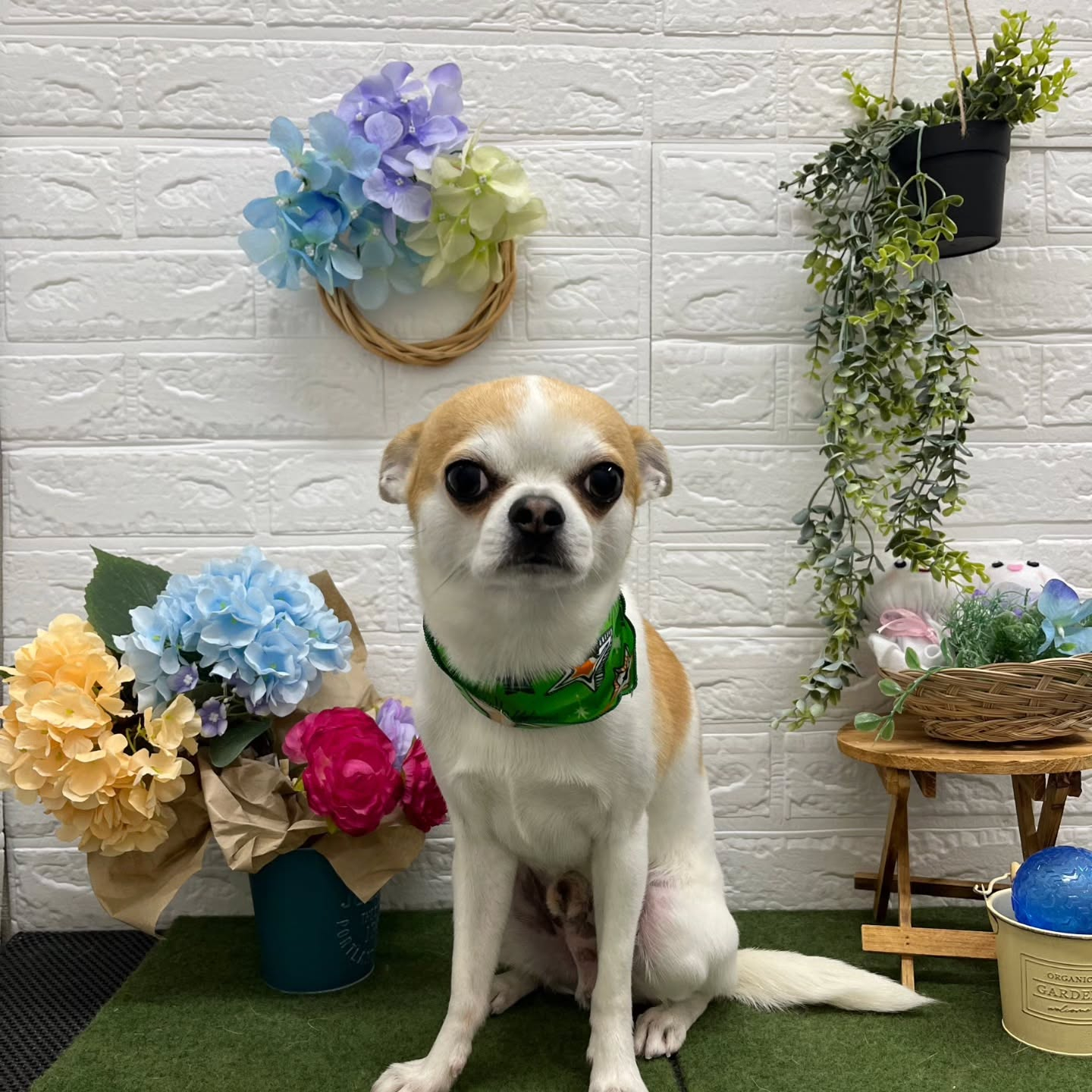 🐸🐸🐸🐸🐸🐸🐸🐸