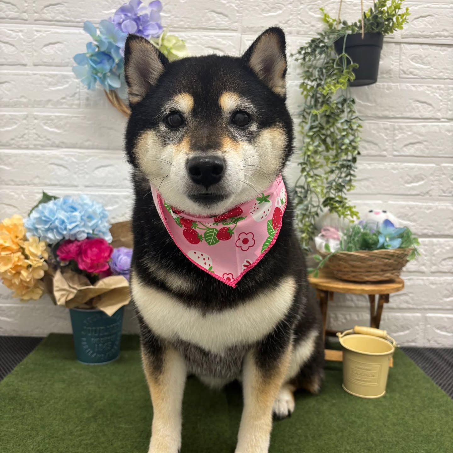 🐸🐸🐸🐸🐸🐸🐸🐸