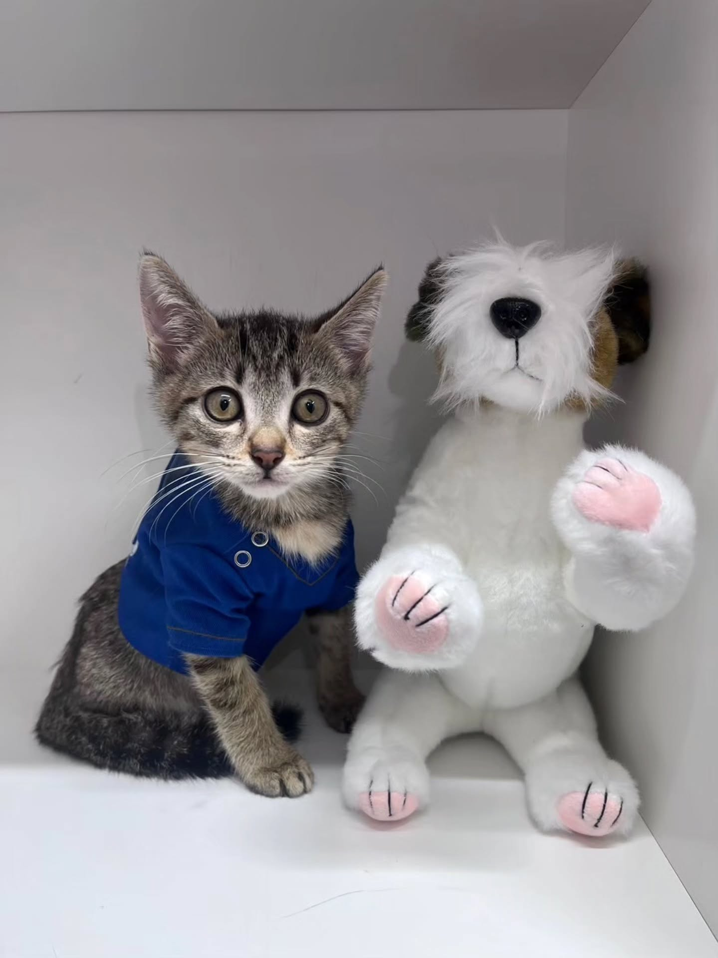 ♡♡♡　(=^ェ^=)　♡♡♡