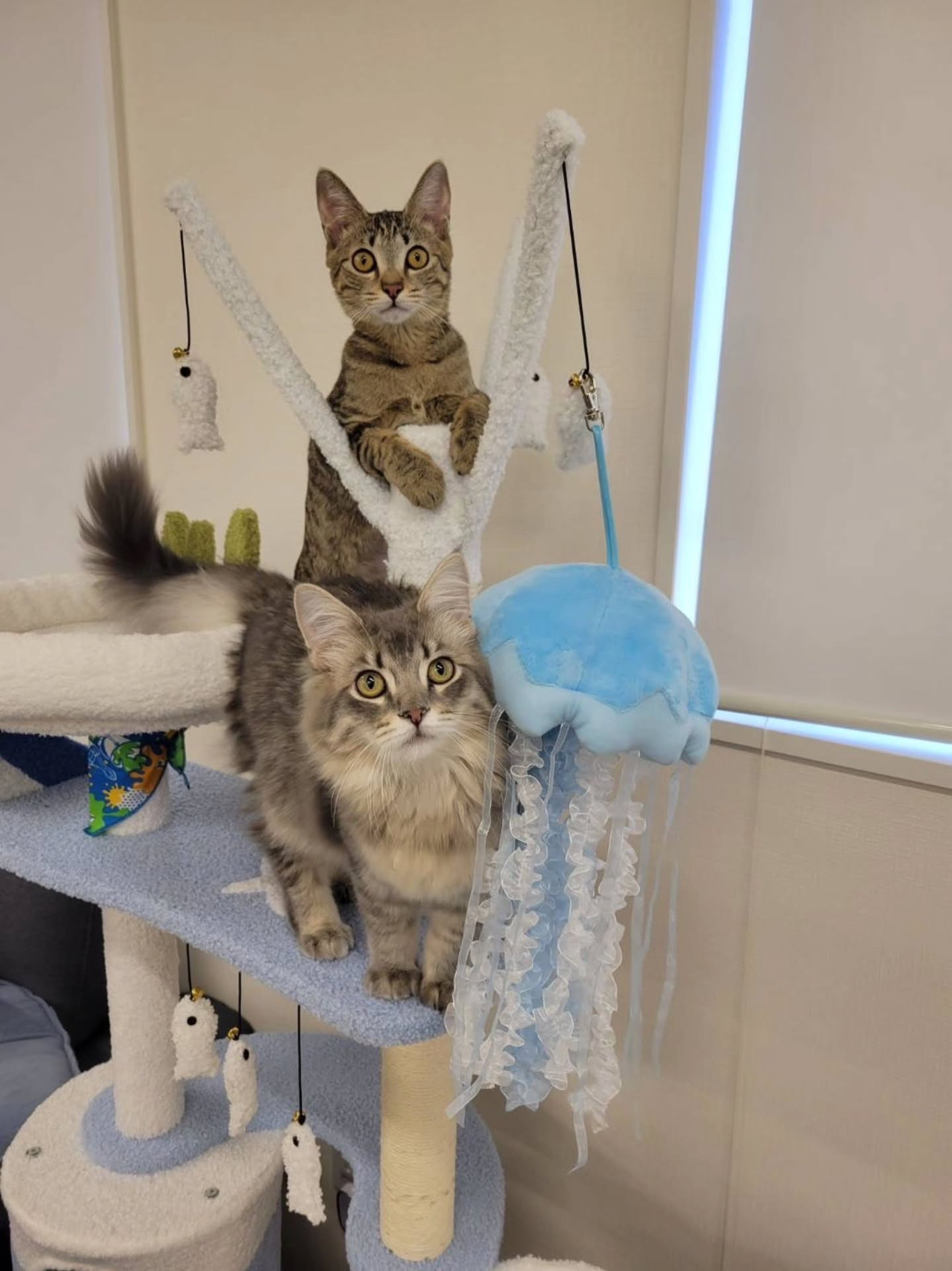 ♡♡♡　(=^ェ^=)　♡♡♡