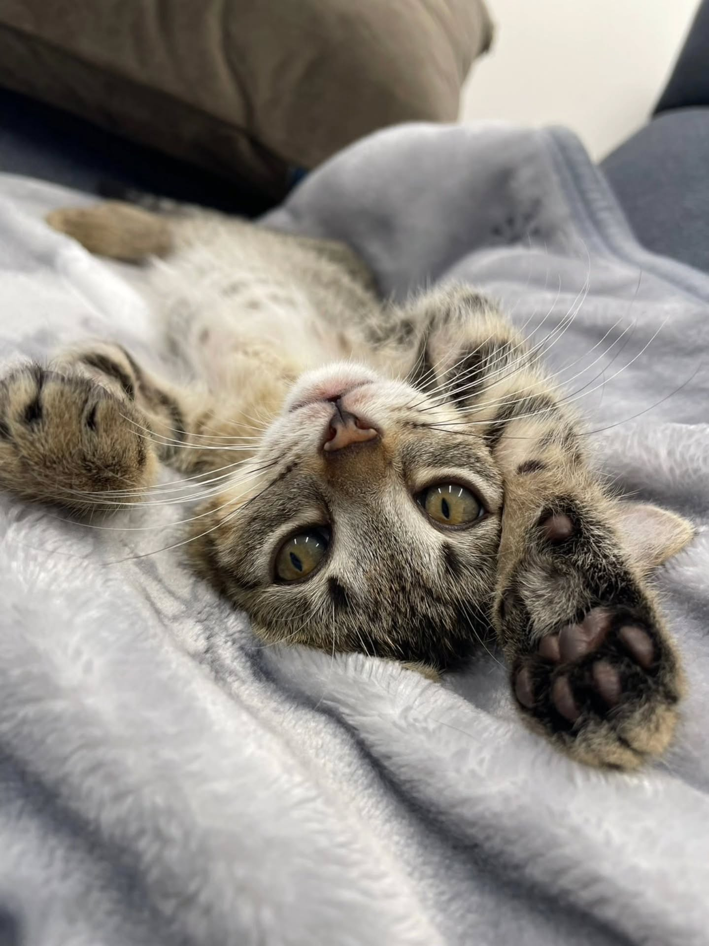 ♡♡♡　(=^ェ^=)　♡♡♡