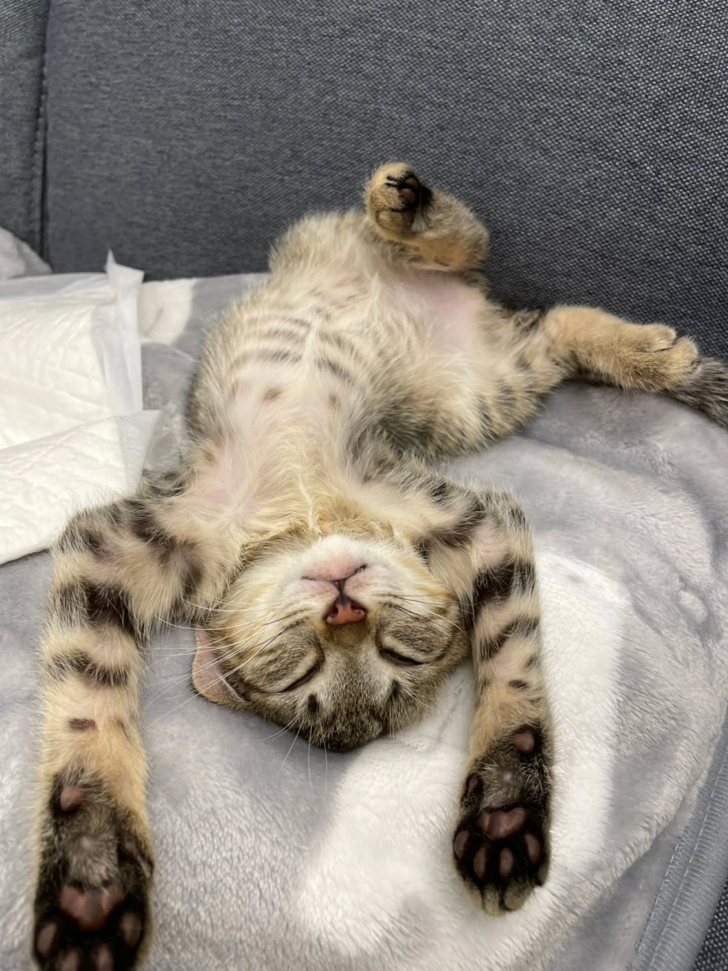 ♡♡♡　(=^ェ^=)　♡♡♡