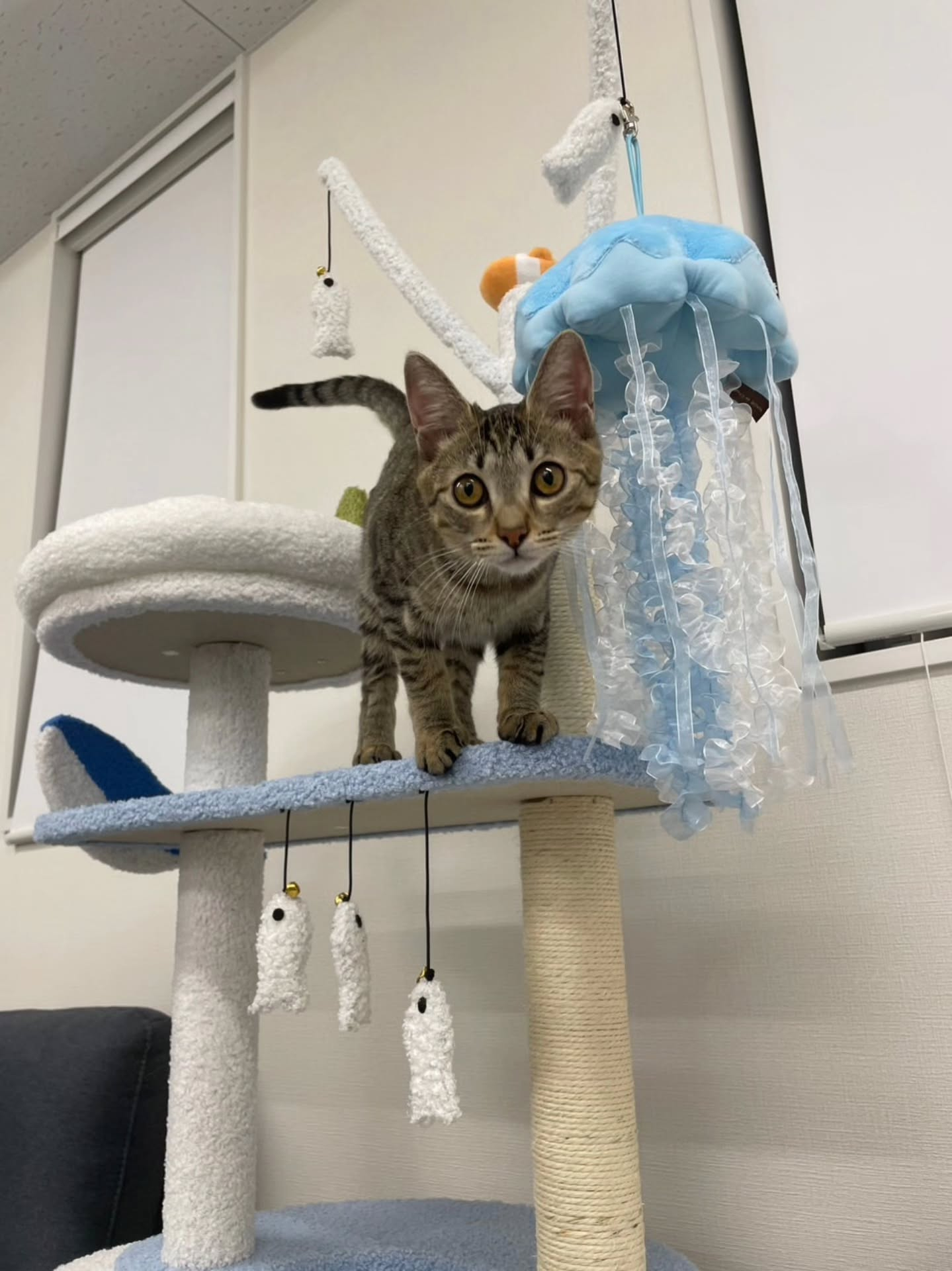 ♡♡♡　(=^ェ^=)　♡♡♡
