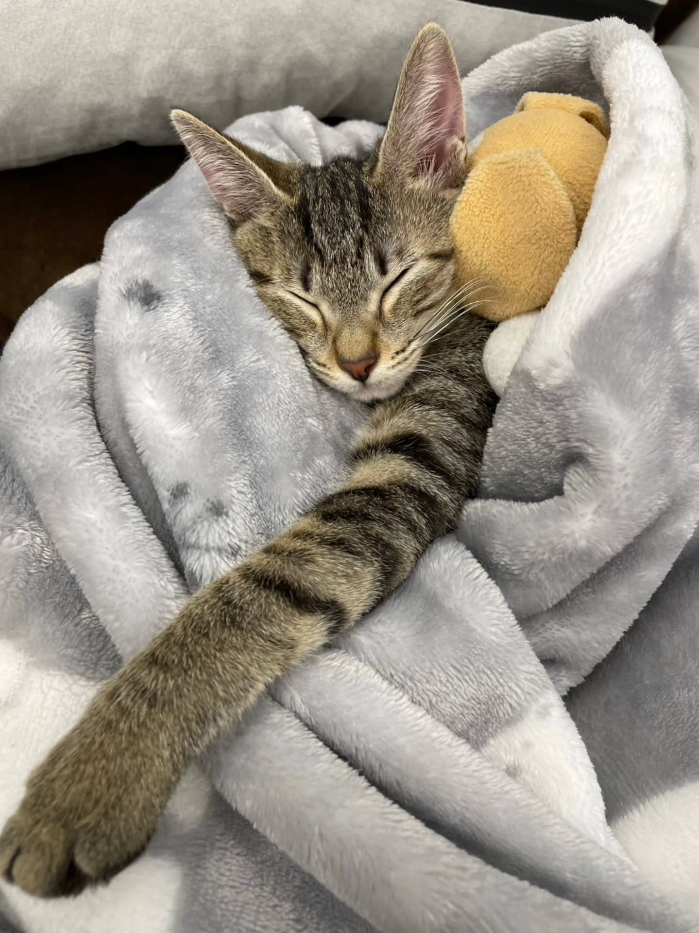 ♡♡♡　(=^ェ^=)　♡♡♡