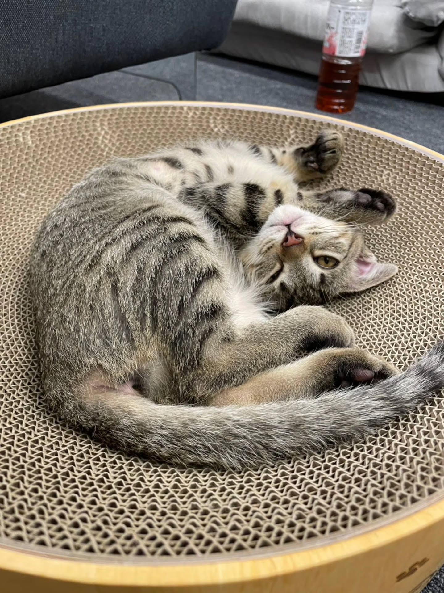 ♡♡♡　(=^ェ^=)　♡♡♡