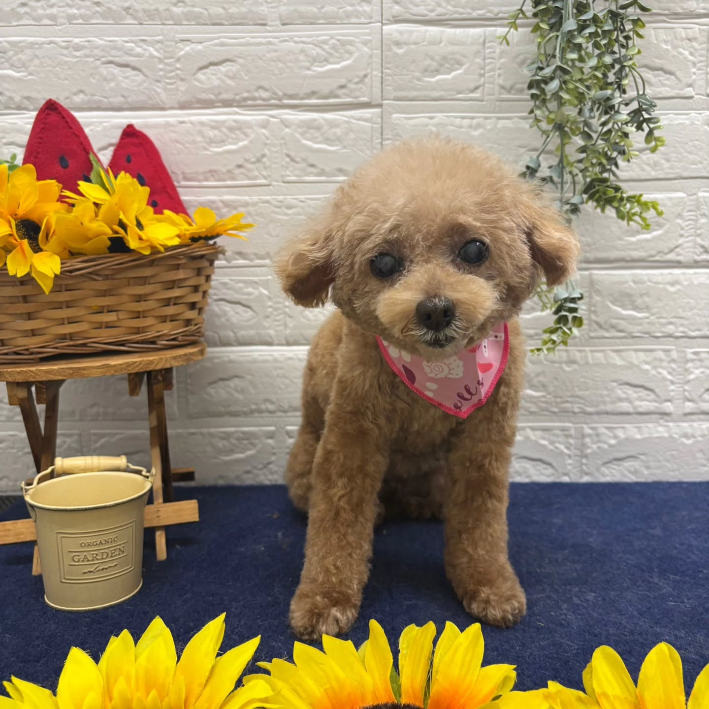 🍉🍉🍉🍉🍉🍉🍉🍉🍉