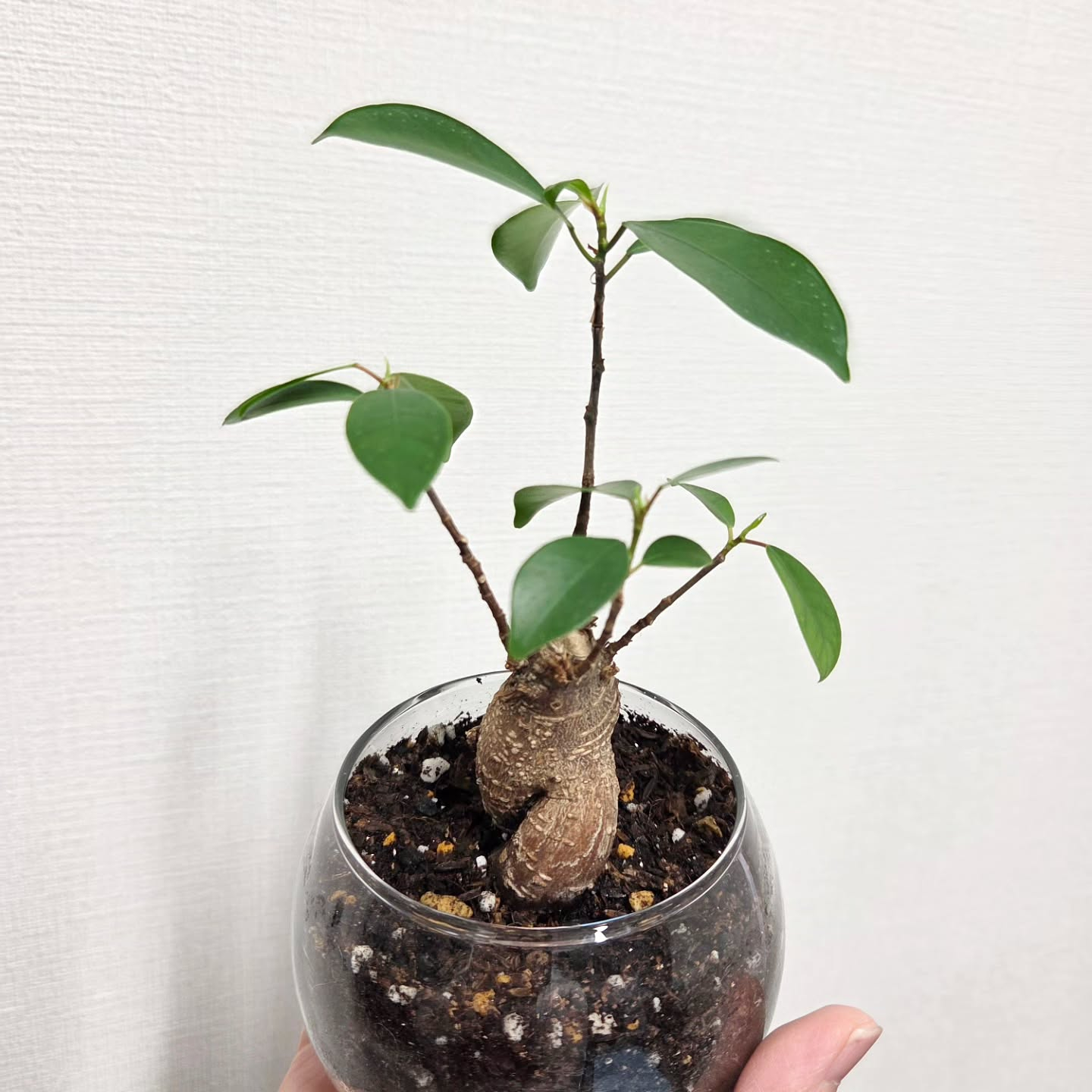 🍉🍉🍉🍉🍉🍉🍉🍉🍉