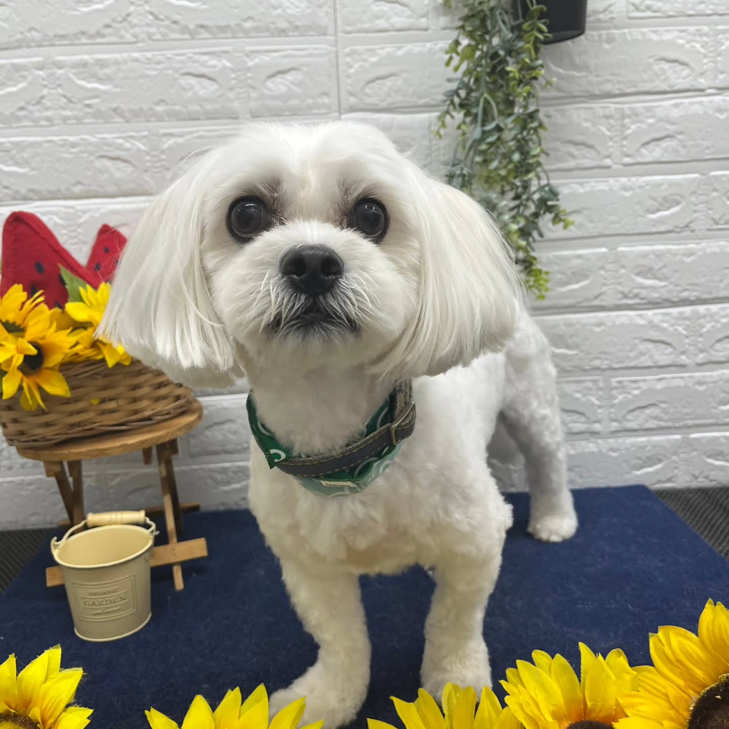 🍉🍉🍉🍉🍉🍉🍉🍉🍉