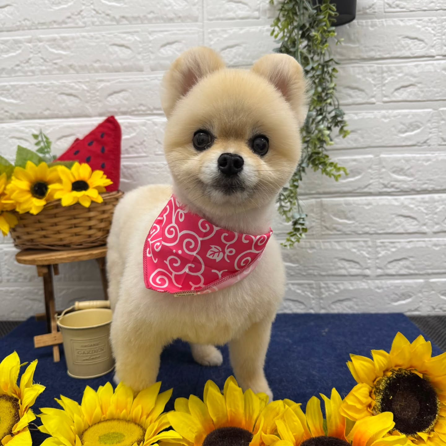 🍉🍉🍉🍉🍉🍉🍉🍉🍉