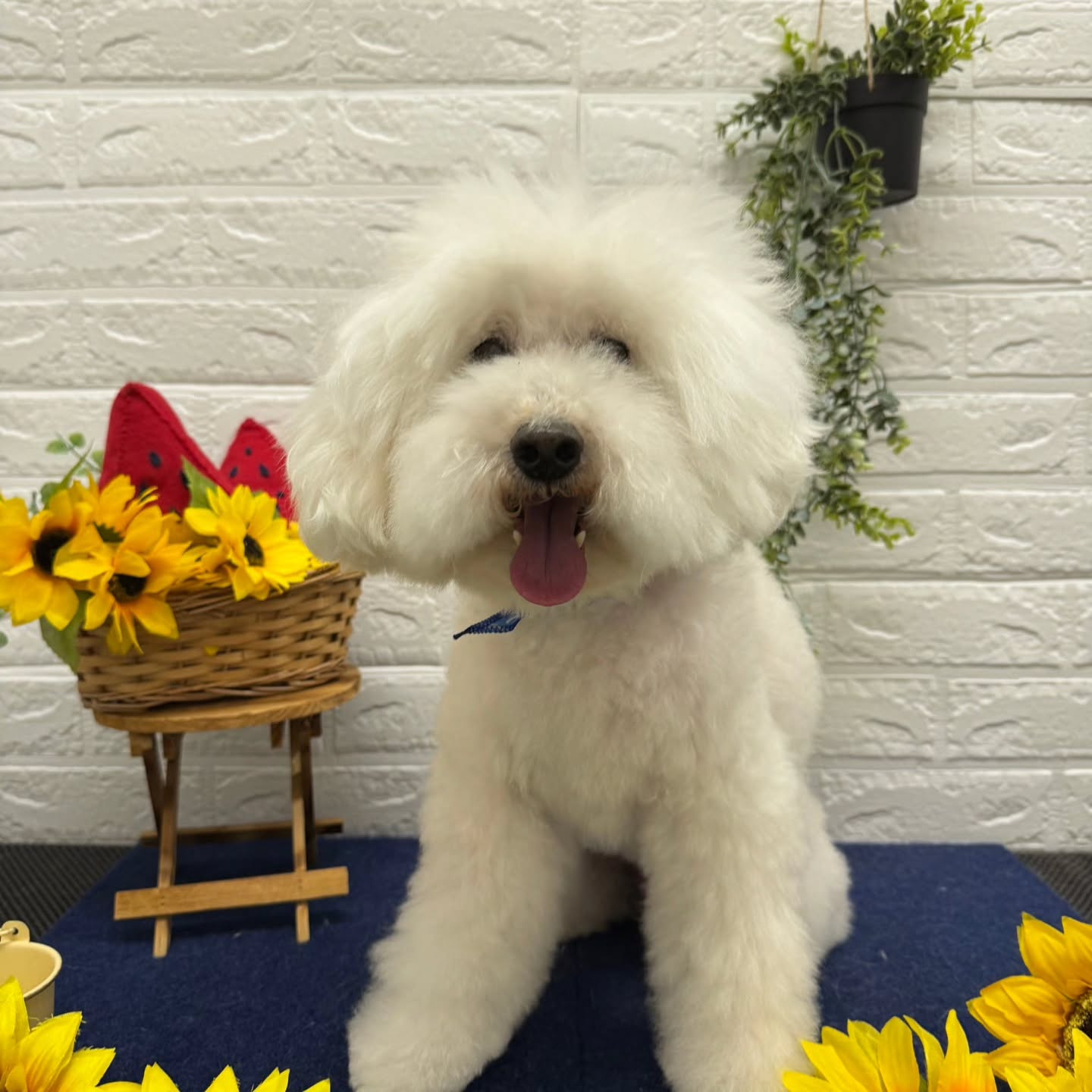 🍉🍉🍉🍉🍉🍉🍉🍉🍉