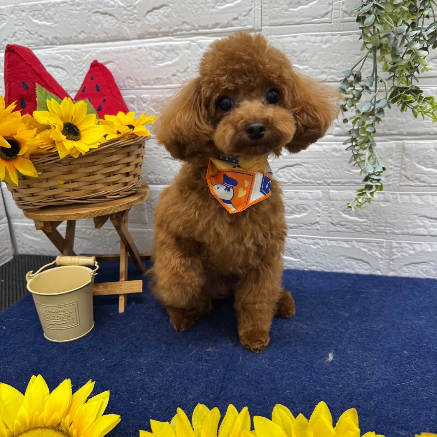 🍉🍉🍉🍉🍉🍉🍉🍉🍉