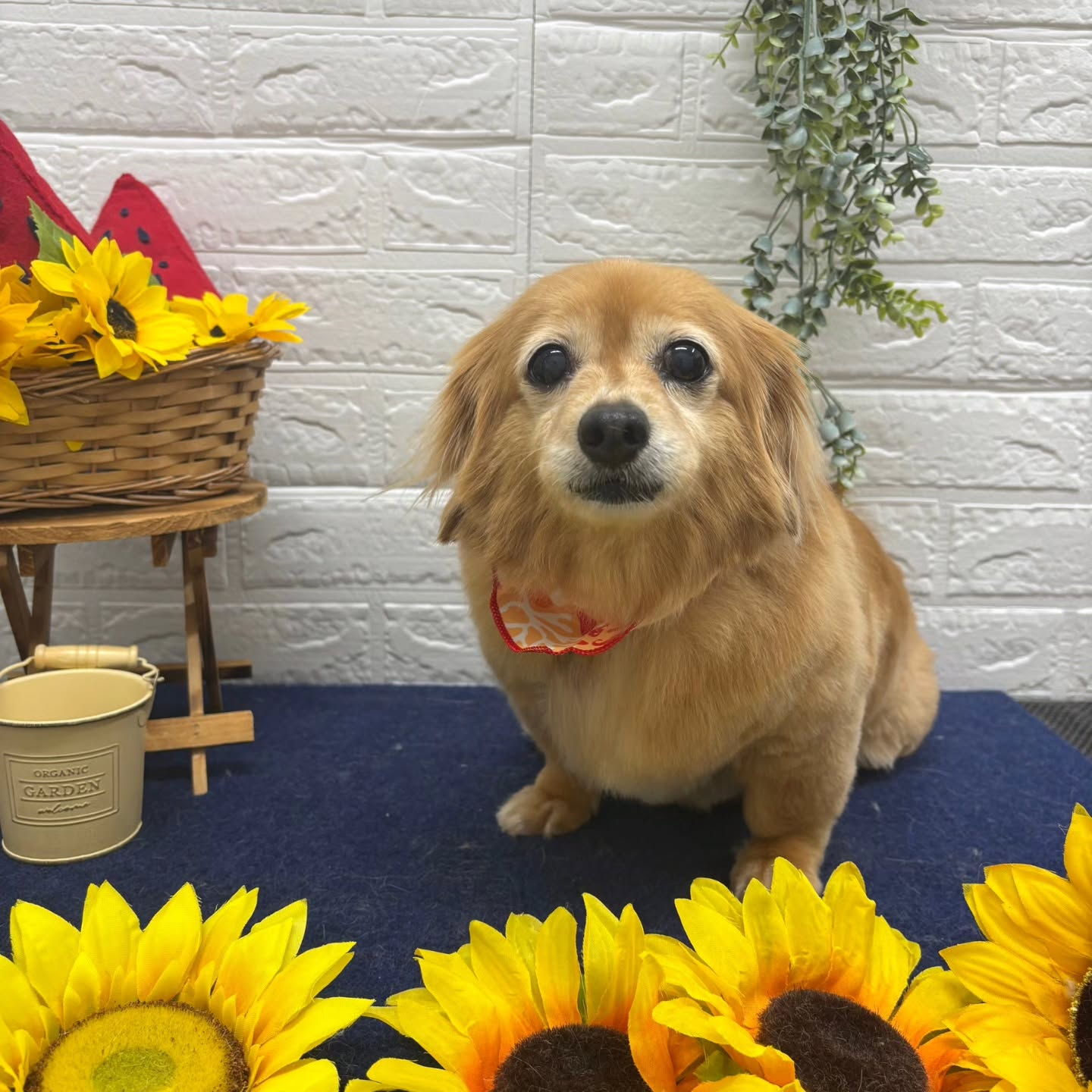 🍉🍉🍉🍉🍉🍉🍉🍉🍉