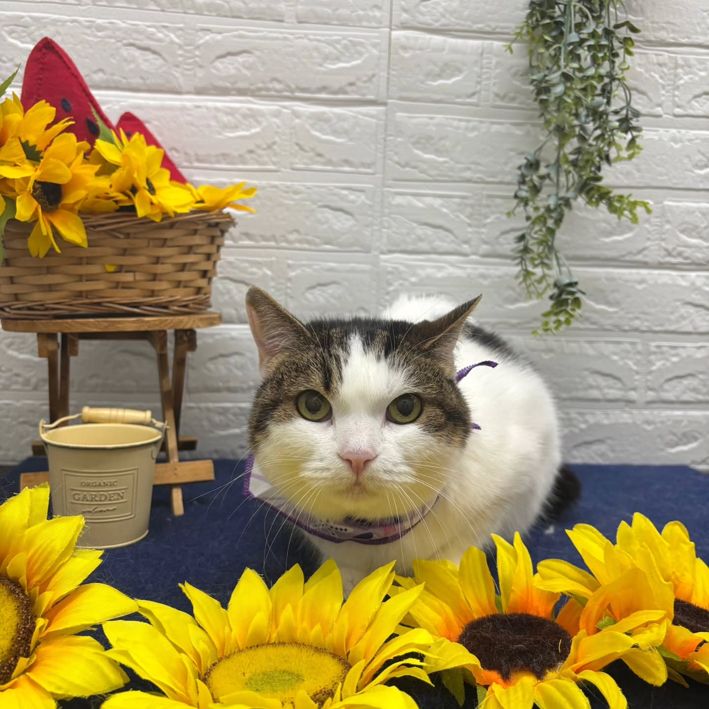 🍉🍉🍉🍉🍉🍉🍉🍉🍉