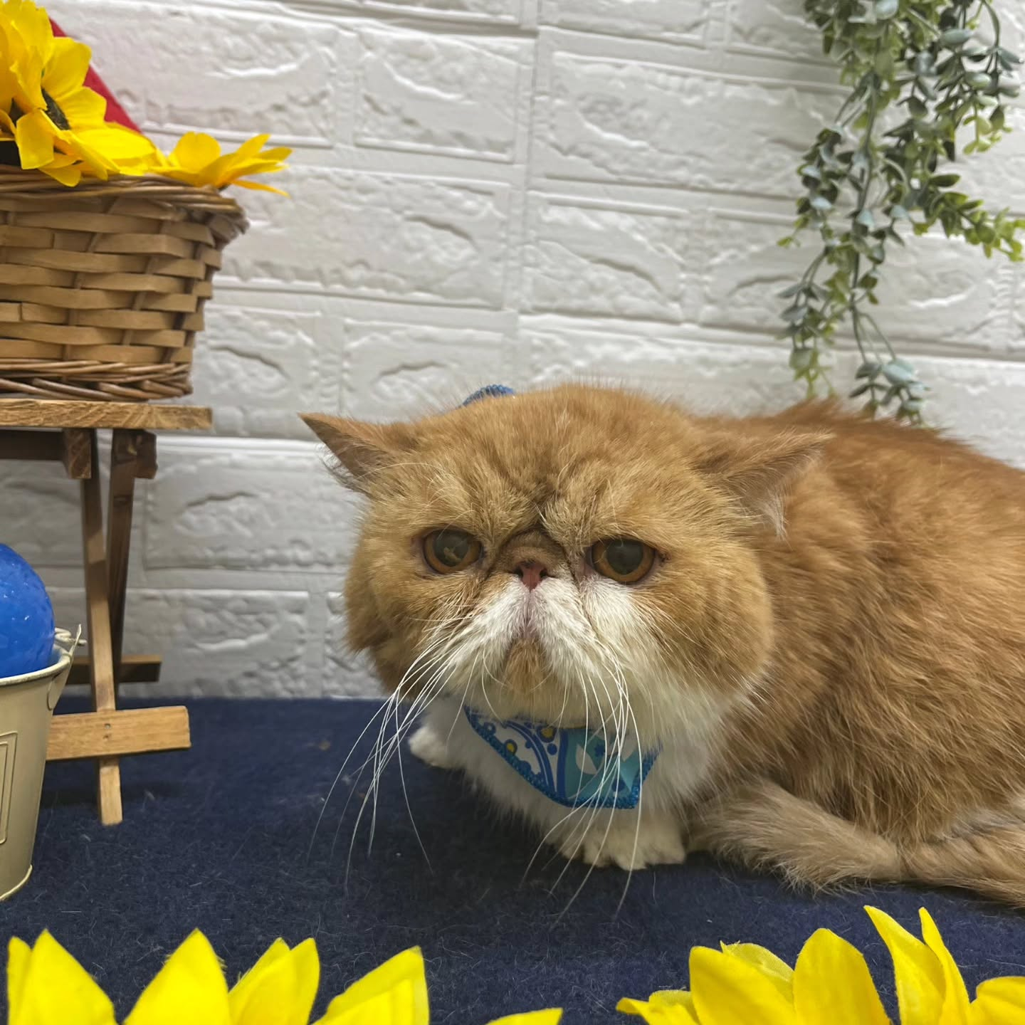 🍉🍉🍉🍉🍉🍉🍉🍉🍉