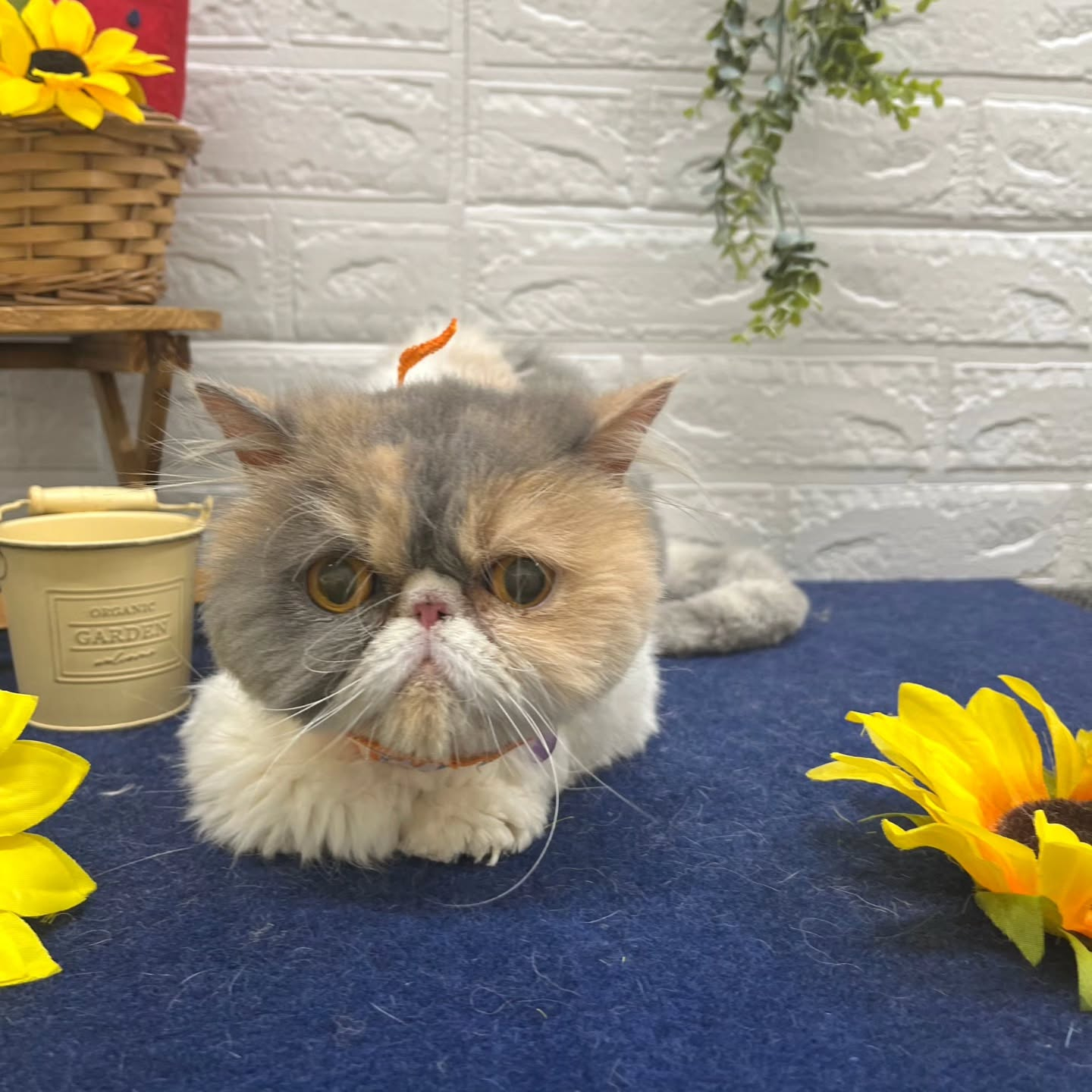 🍉🍉🍉🍉🍉🍉🍉🍉🍉