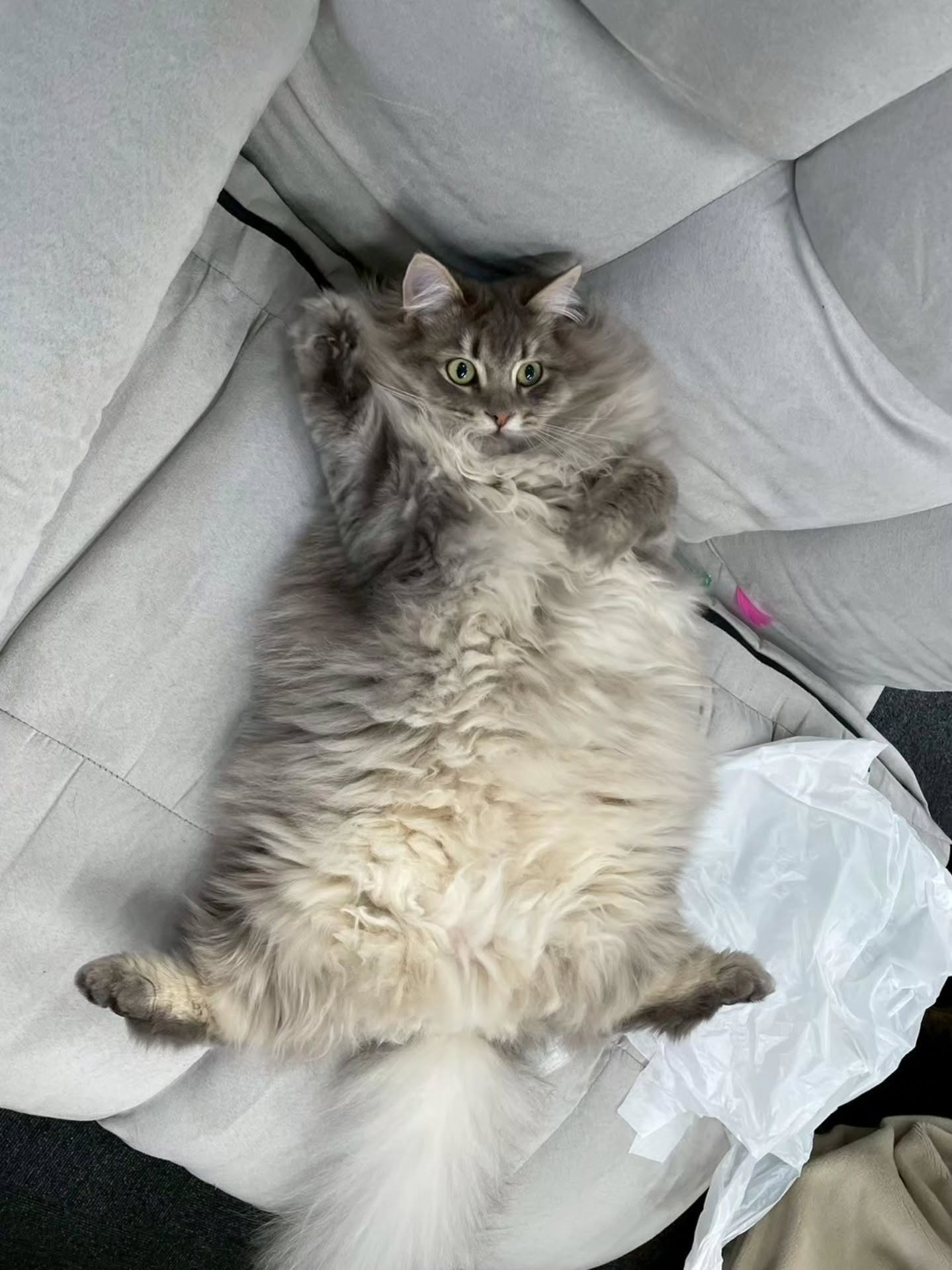 ♡♡♡(=^ェ^=)♡♡♡