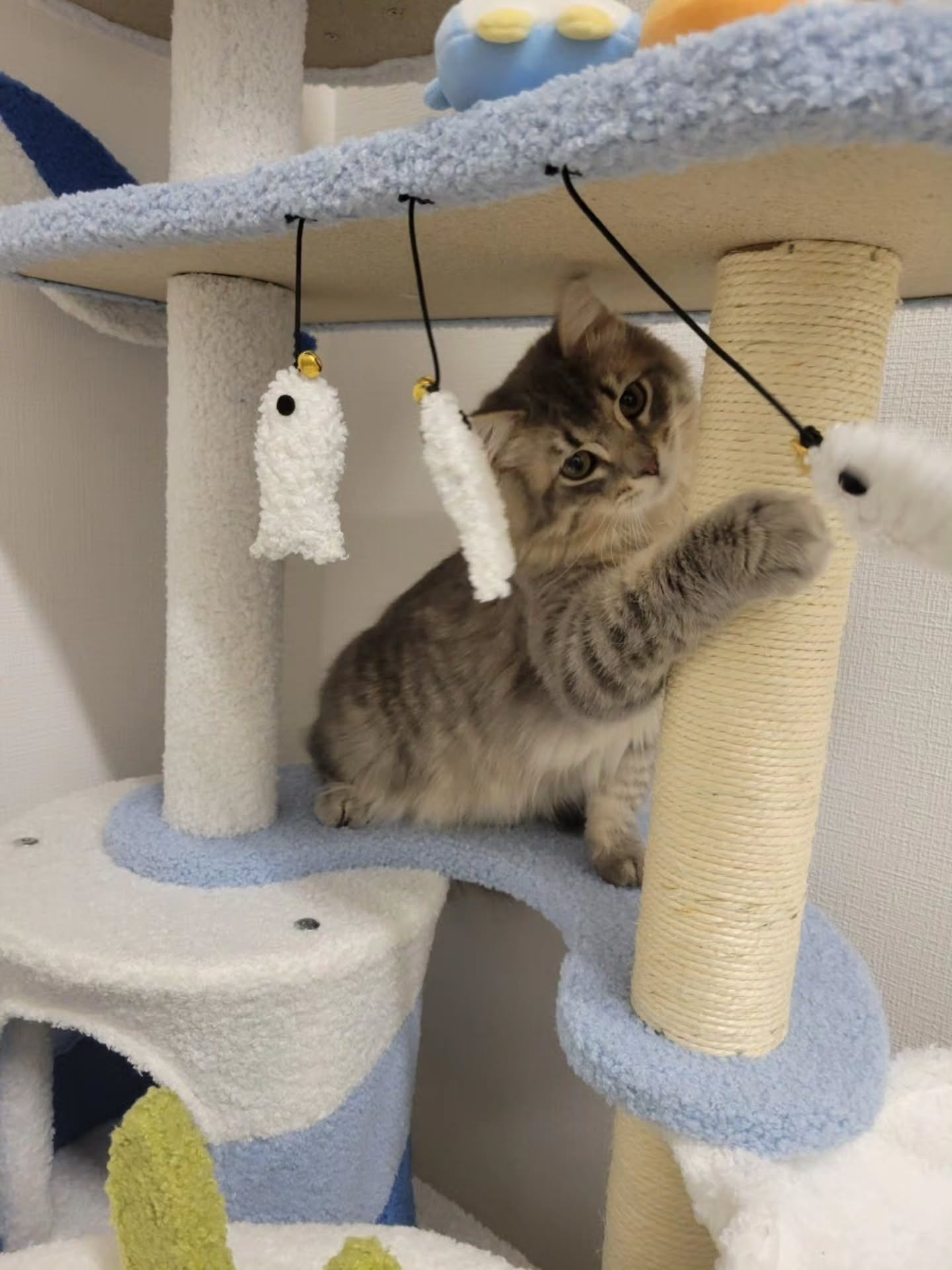 ♡♡♡(=^ェ^=)♡♡♡