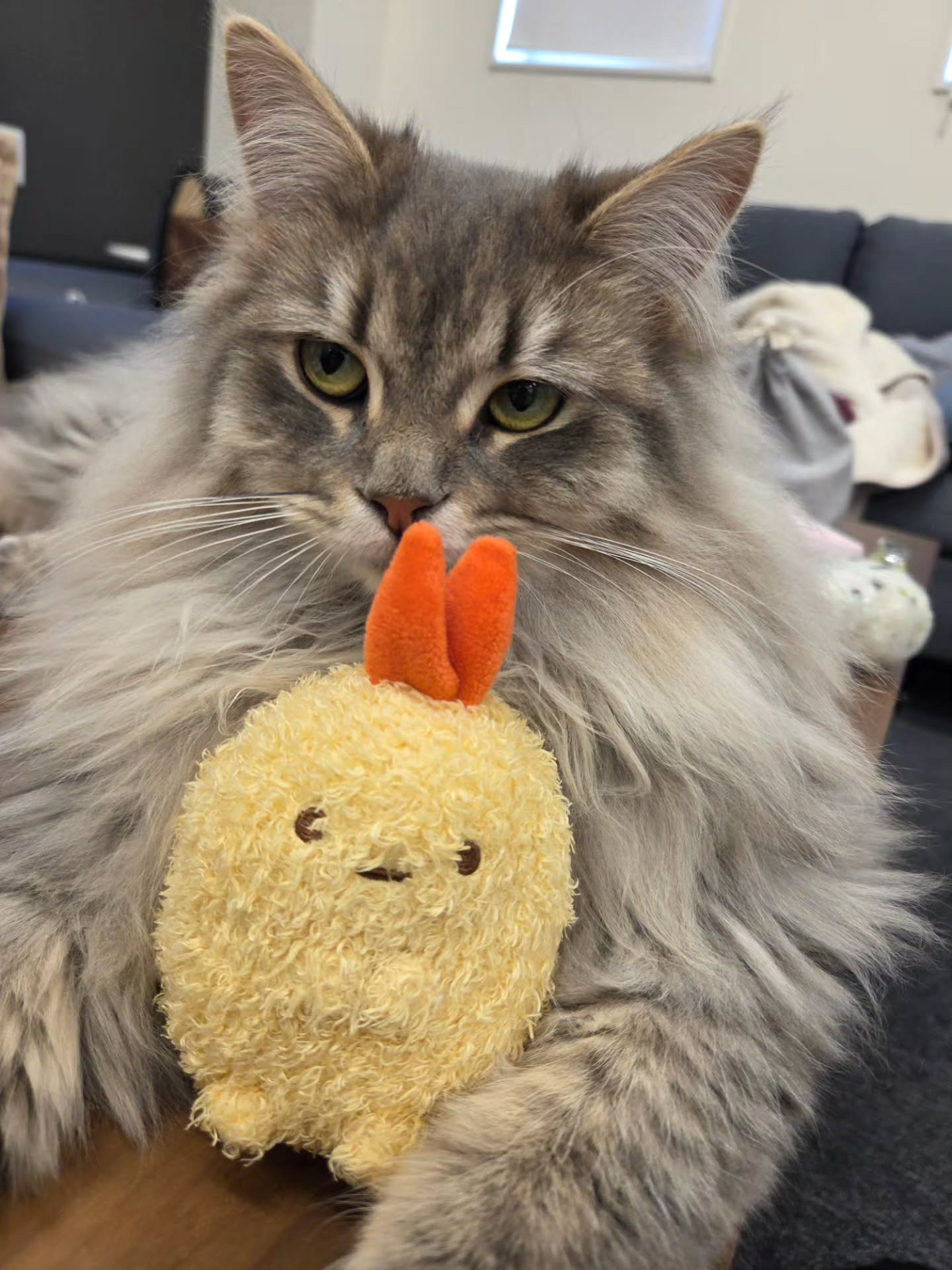 ♡♡♡(=^ェ^=)♡♡♡