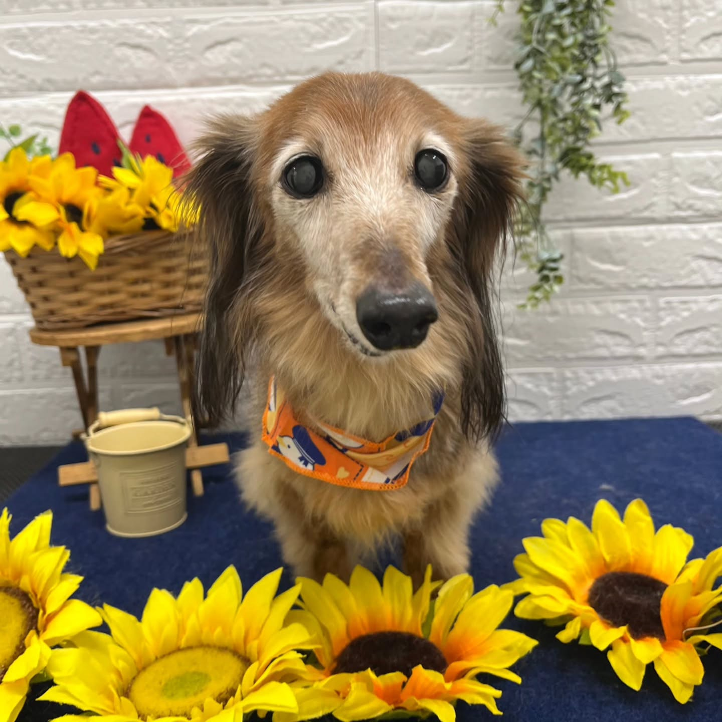 🍉🌻🍉🌻🍉🌻🍉🌻🍉🌻🍉🌻🍉