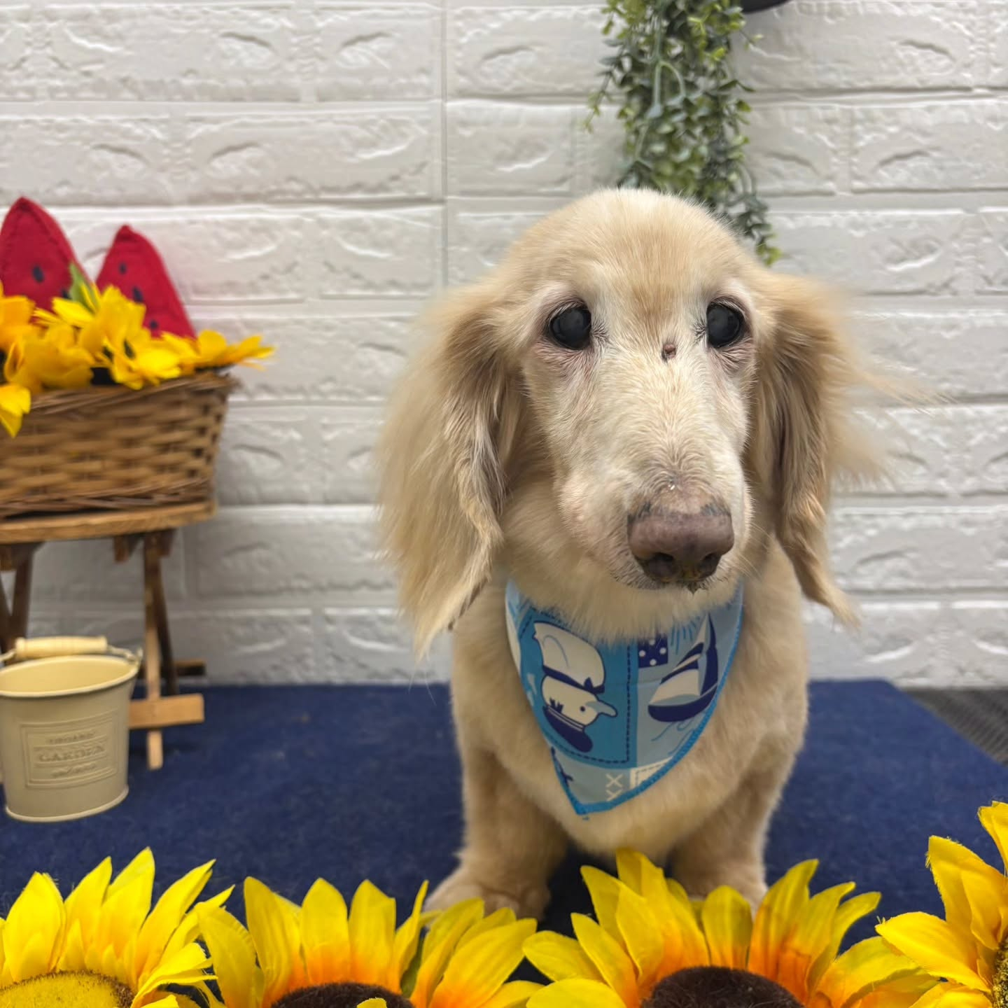 🍉🌻🍉🌻🍉🌻🍉🌻🍉🌻🍉🌻🍉