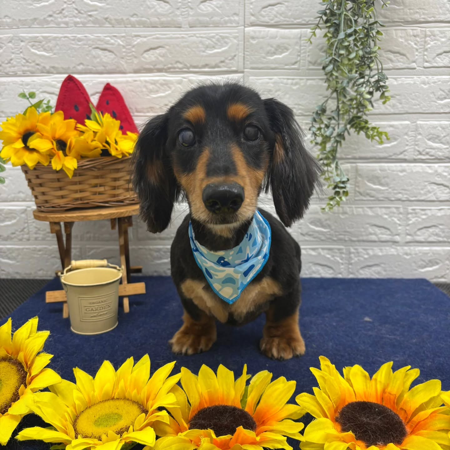 🍉🌻🍉🌻🍉🌻🍉🌻🍉🌻🍉🌻🍉