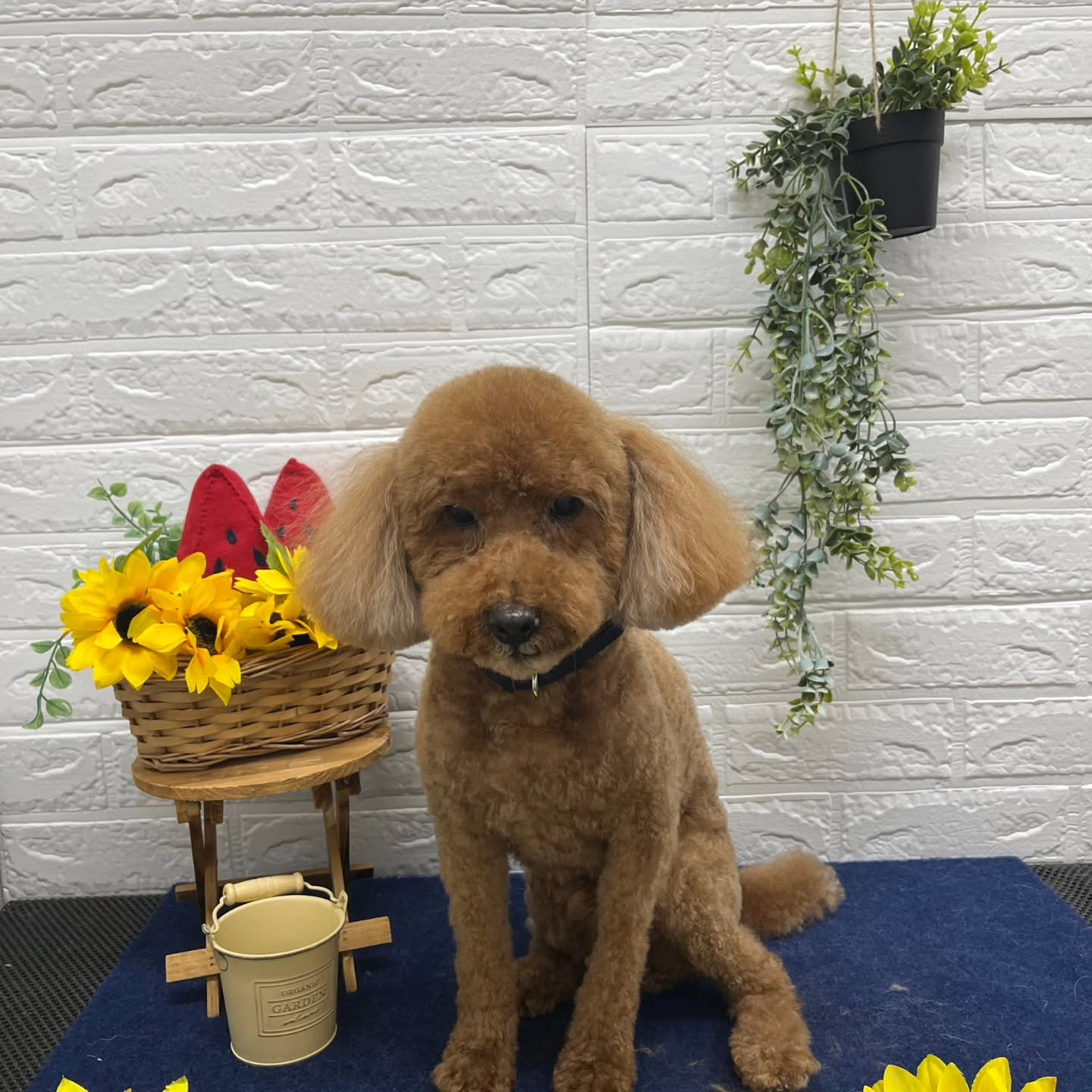 🍉🌻🍉🌻🍉🌻🍉🌻🍉🌻🍉🌻🍉