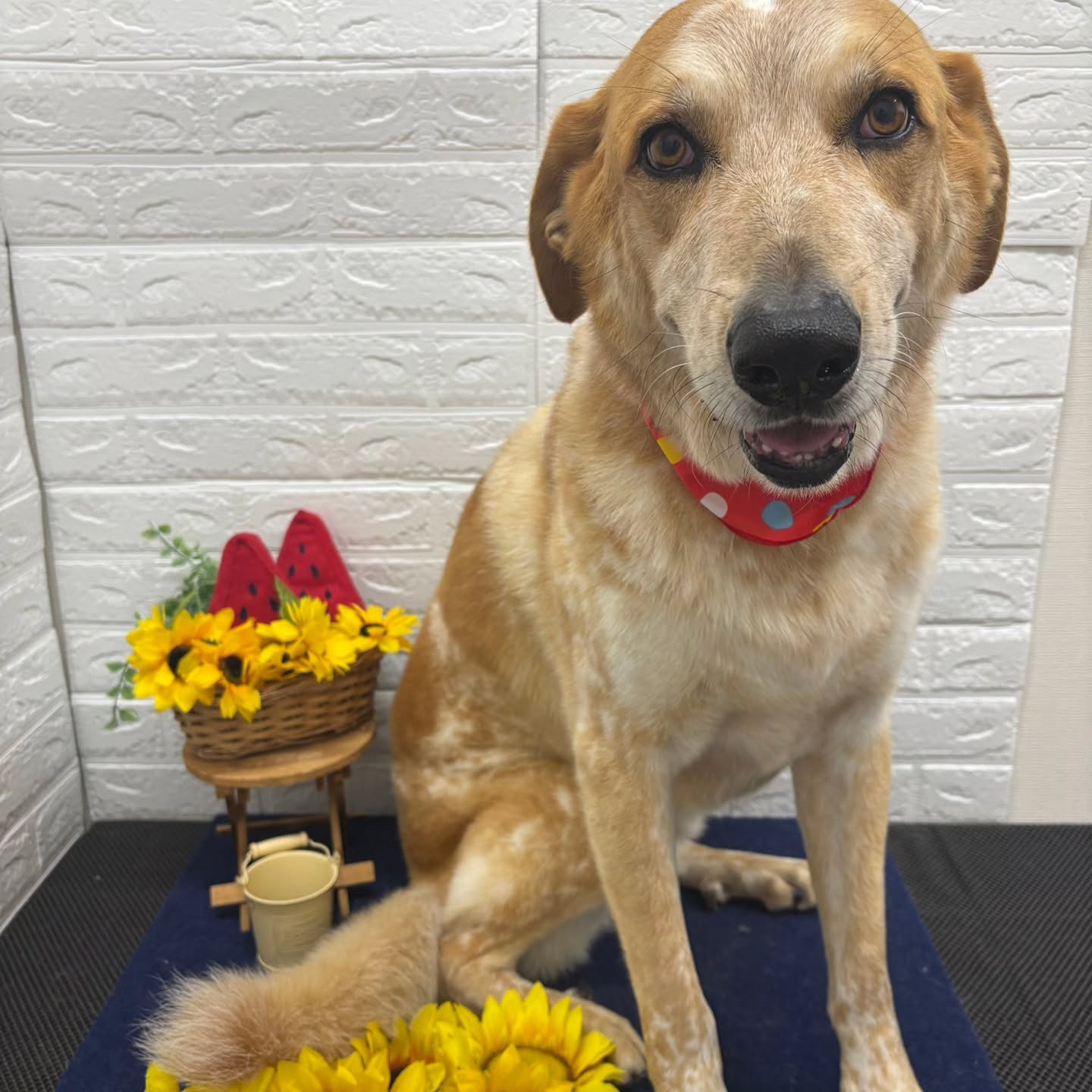 🍉🌻🍉🌻🍉🌻🍉🌻🍉🌻🍉🌻🍉