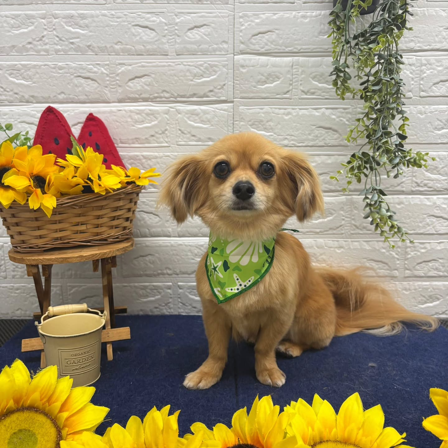 🍉🌻🍉🌻🍉🌻🍉🌻🍉🌻🍉🌻🍉