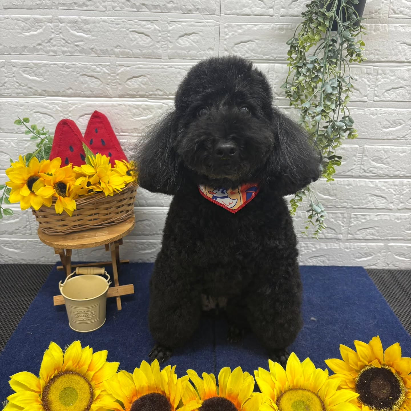 🍉🌻🍉🌻🍉🌻🍉🌻🍉🌻🍉🌻🍉