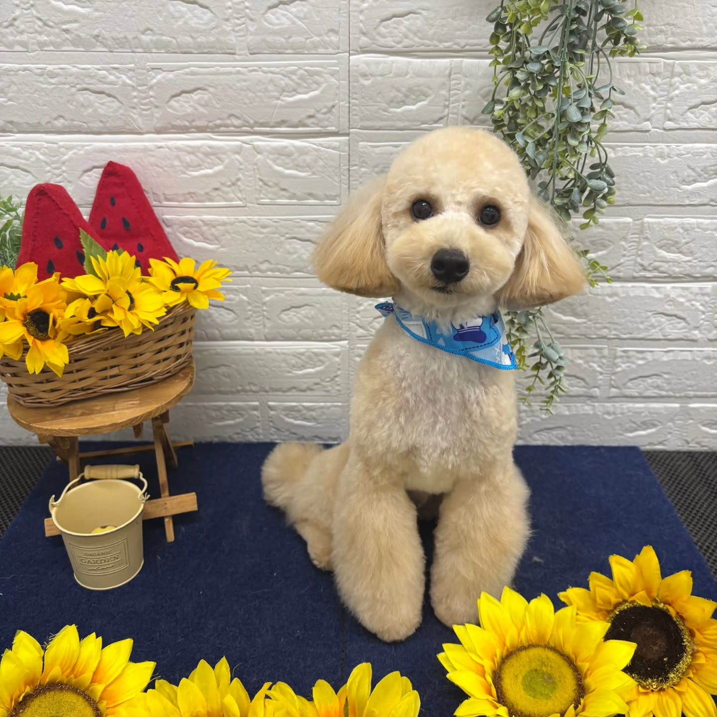 🍉🌻🍉🌻🍉🌻🍉🌻🍉🌻🍉🌻🍉