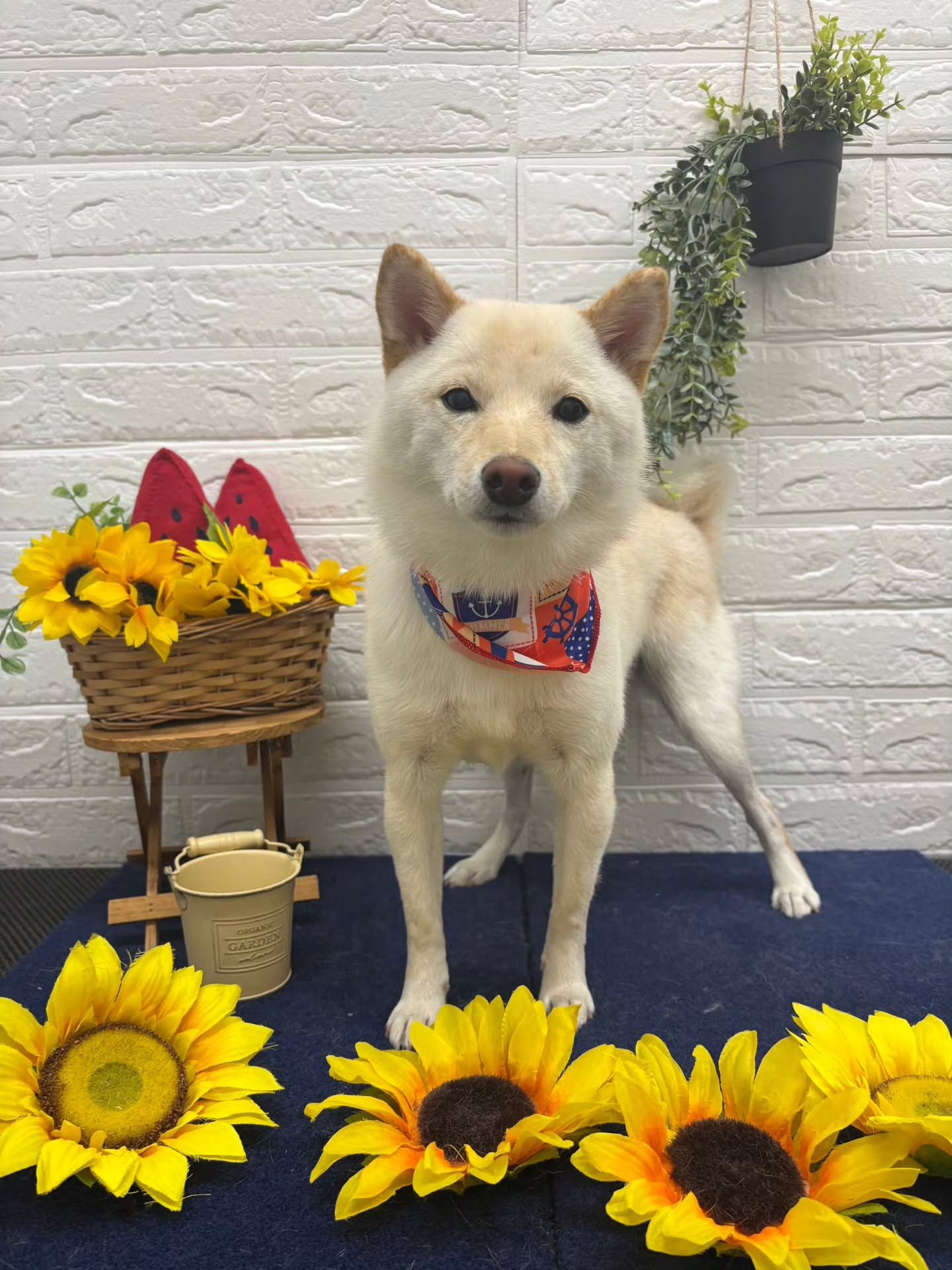 🍉🍉🍉🍉🍉🍉🍉🍉