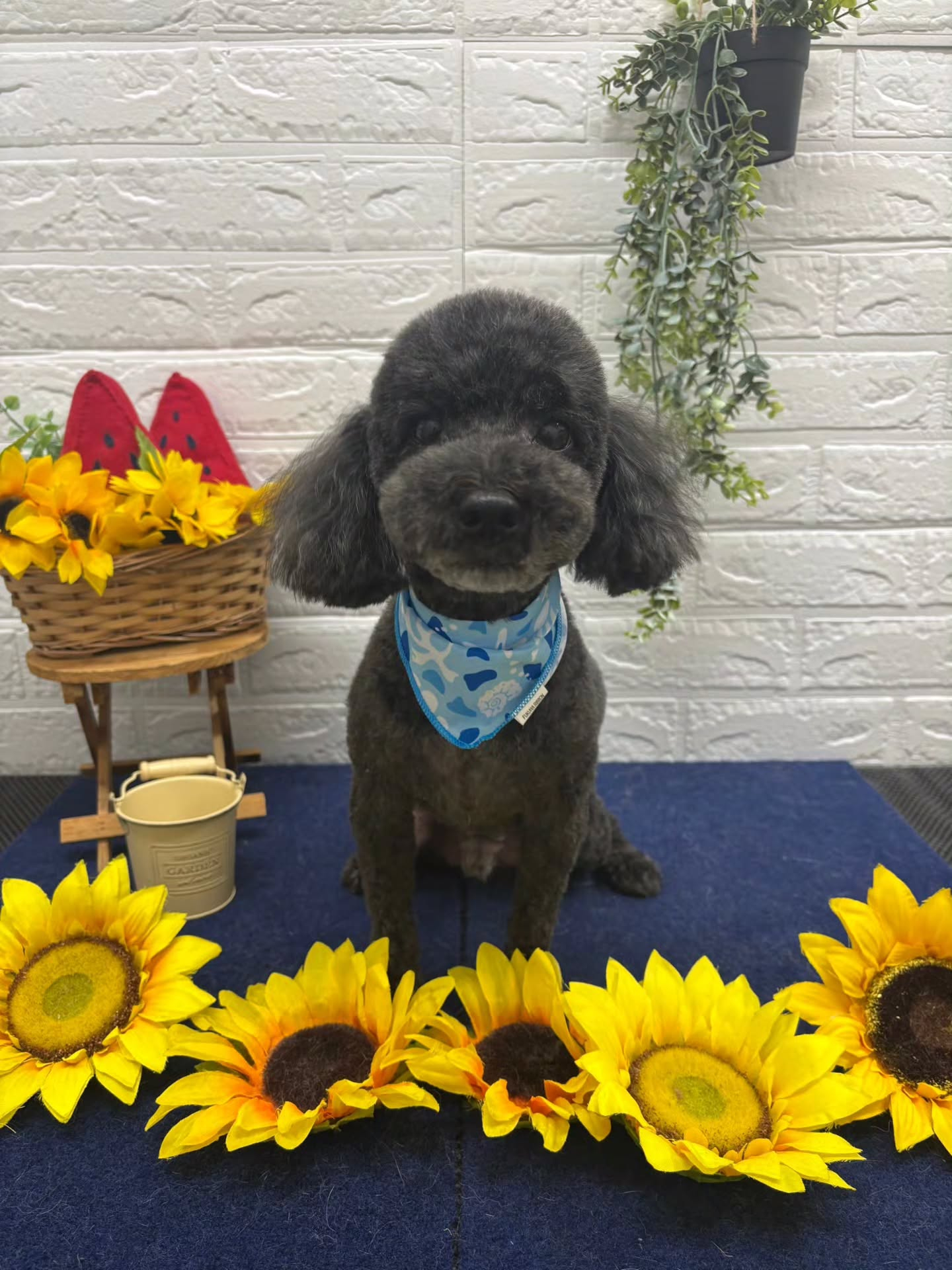 🍉🍉🍉🍉🍉🍉🍉🍉