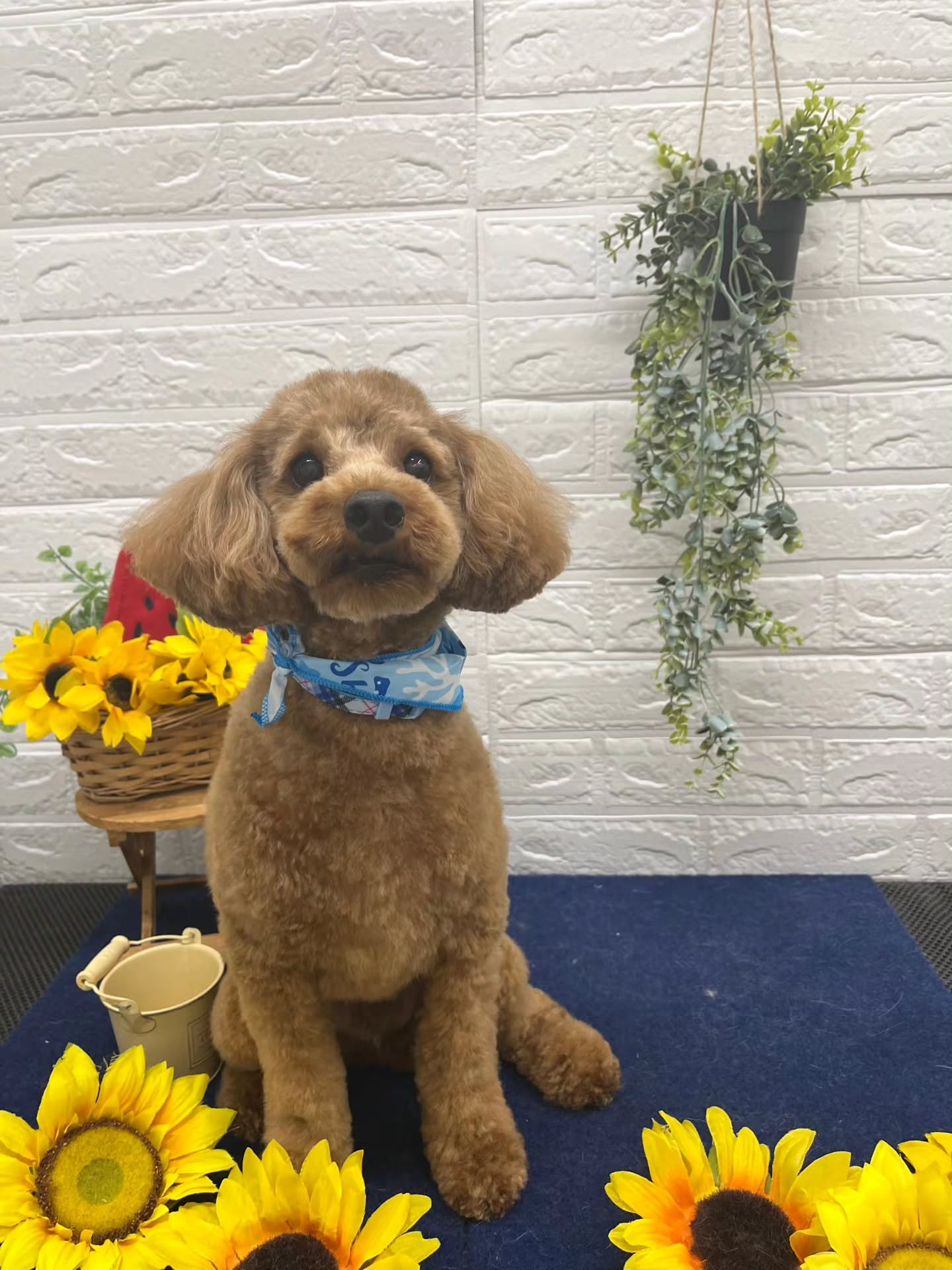 🍉🍉🍉🍉🍉🍉🍉🍉