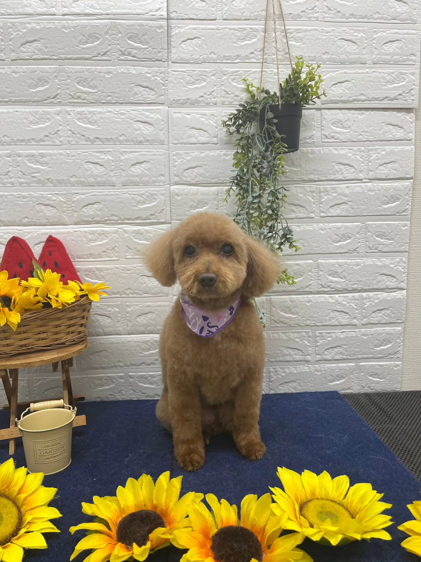 🍉🍉🍉🍉🍉🍉🍉🍉