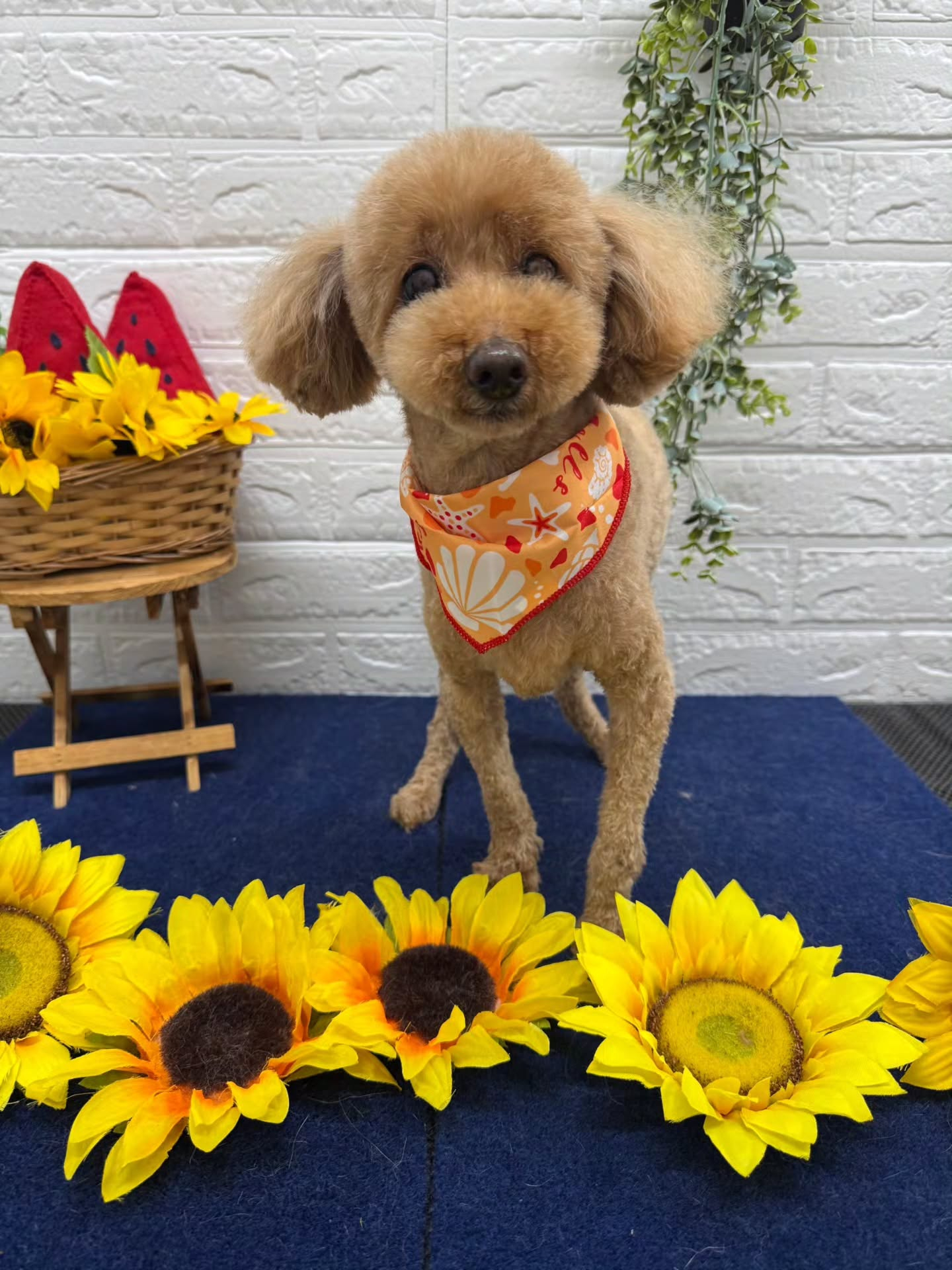 🍉🍉🍉🍉🍉🍉🍉🍉