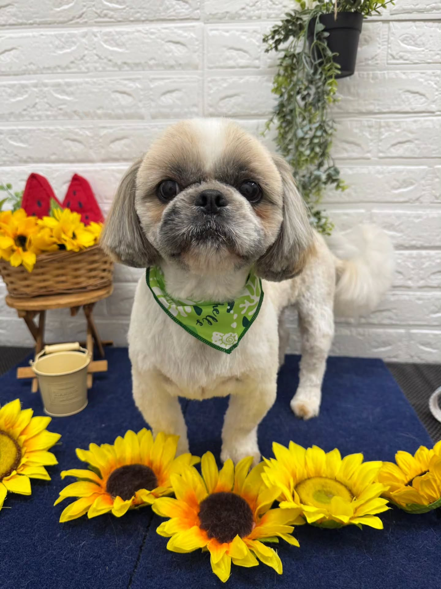 🍉🍉🍉🍉🍉🍉🍉🍉